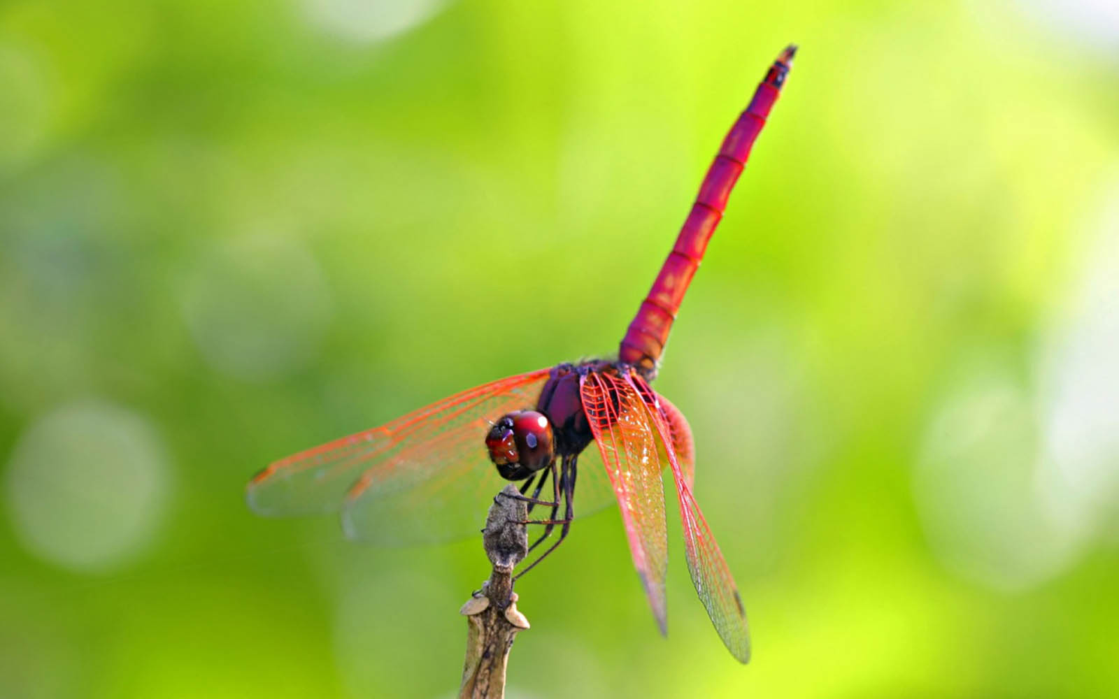 dragonfly wallpaper,dragonfly,insect,dragonflies and damseflies,nature,macro photography