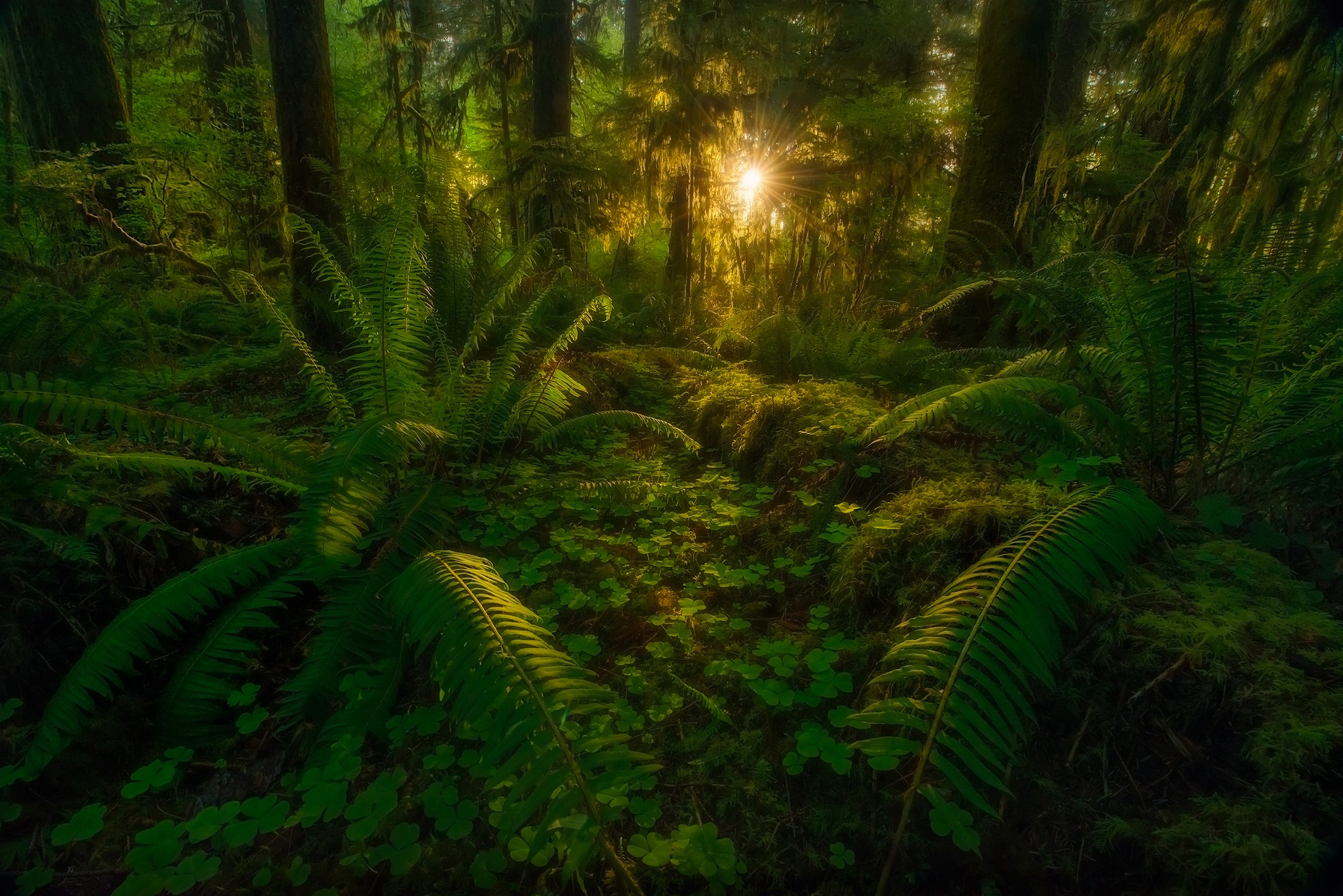 carta da parati giungla,natura,foresta,giungla,paesaggio naturale,vecchia foresta di crescita