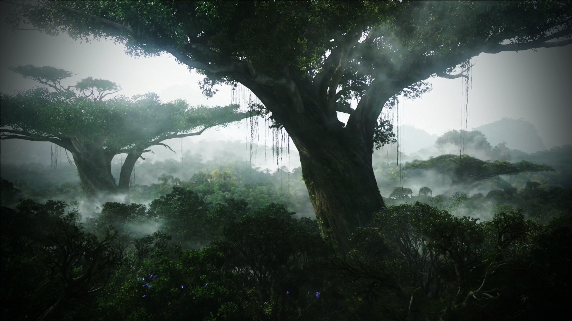fond d'écran jungle,la nature,arbre,paysage naturel,brouillard,jungle