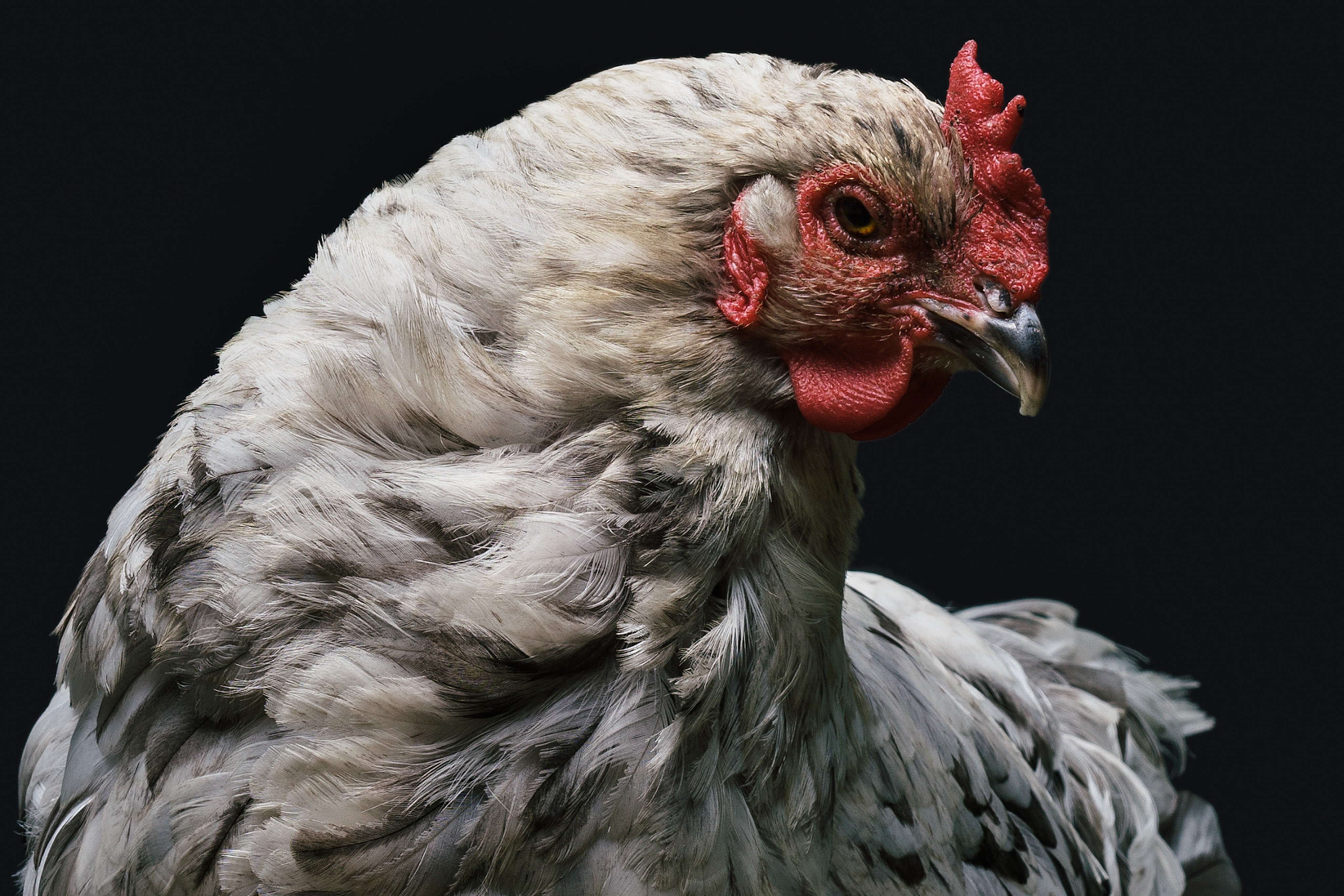chicken wallpaper,chicken,bird,beak,rooster,galliformes