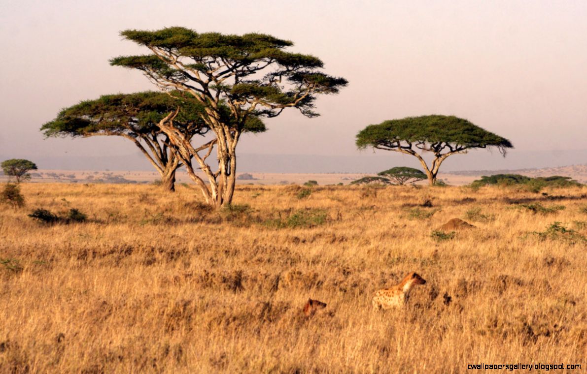 fondo de pantalla de safari,sabana,fauna silvestre,pradera,árbol,llanura