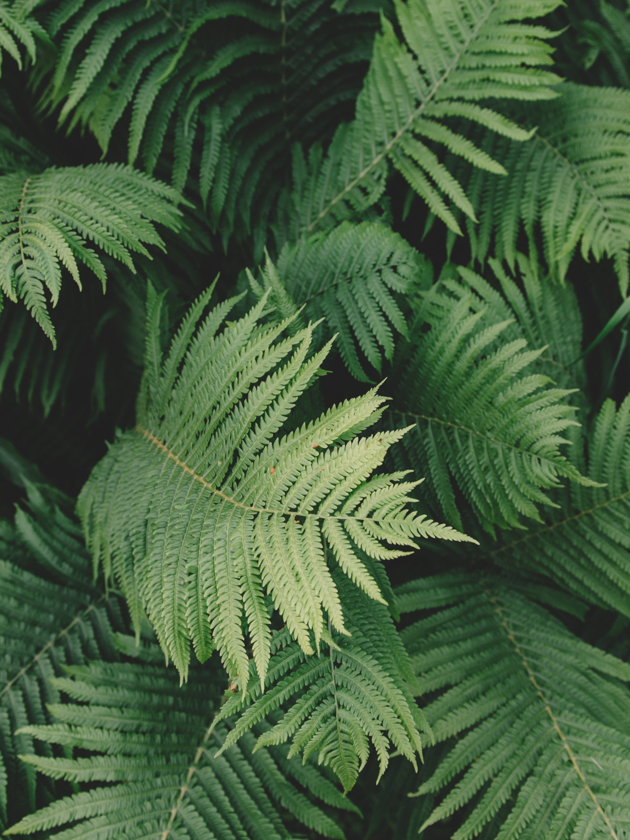 fern wallpaper,terrestrial plant,plant,vegetation,ferns and horsetails,tree