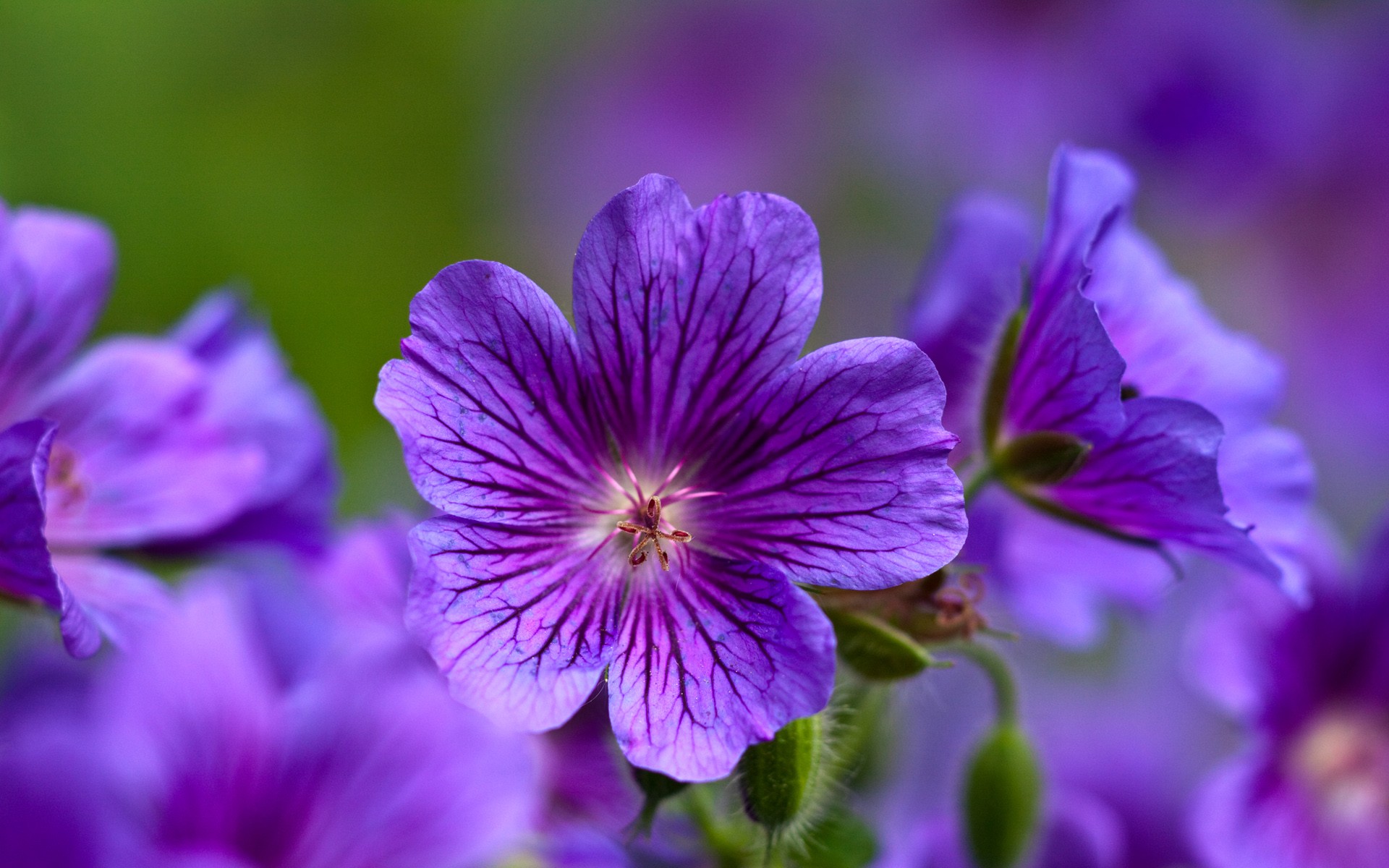 紫の花の壁紙,花,開花植物,花弁,工場,紫の