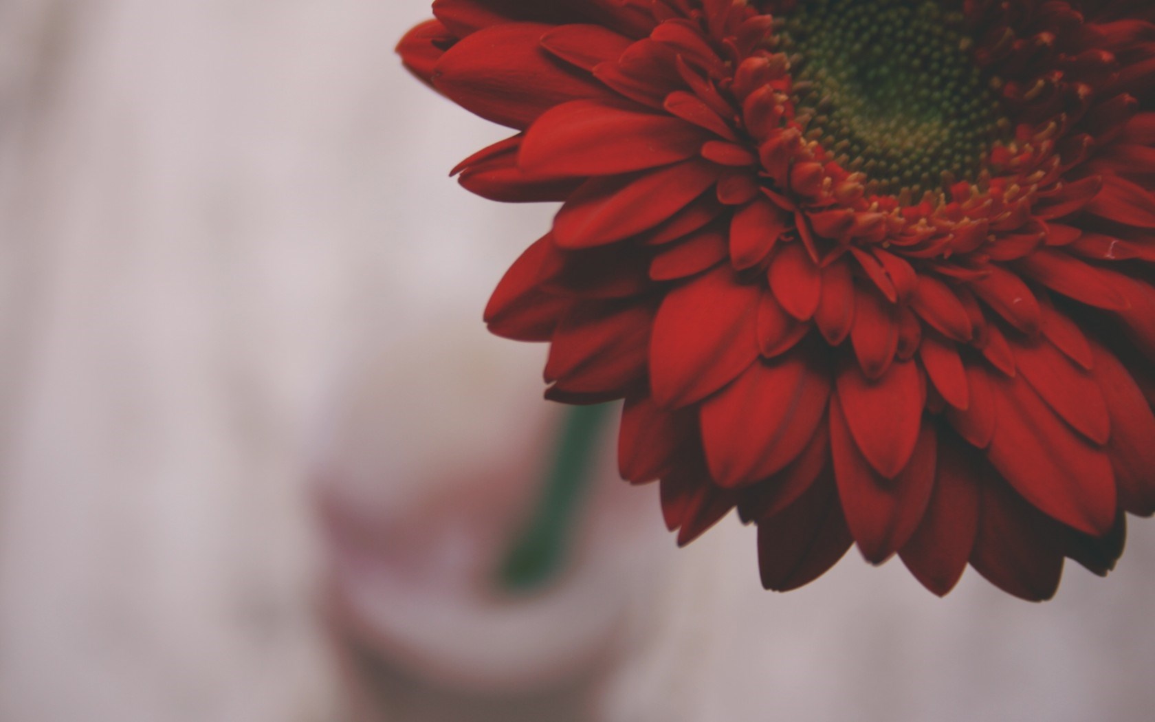 red flower wallpaper,red,flower,petal,gerbera,plant