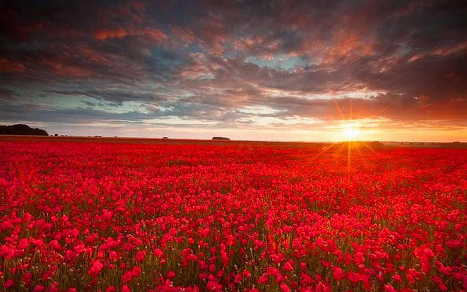 red flower wallpaper,sky,field,red,nature,natural landscape