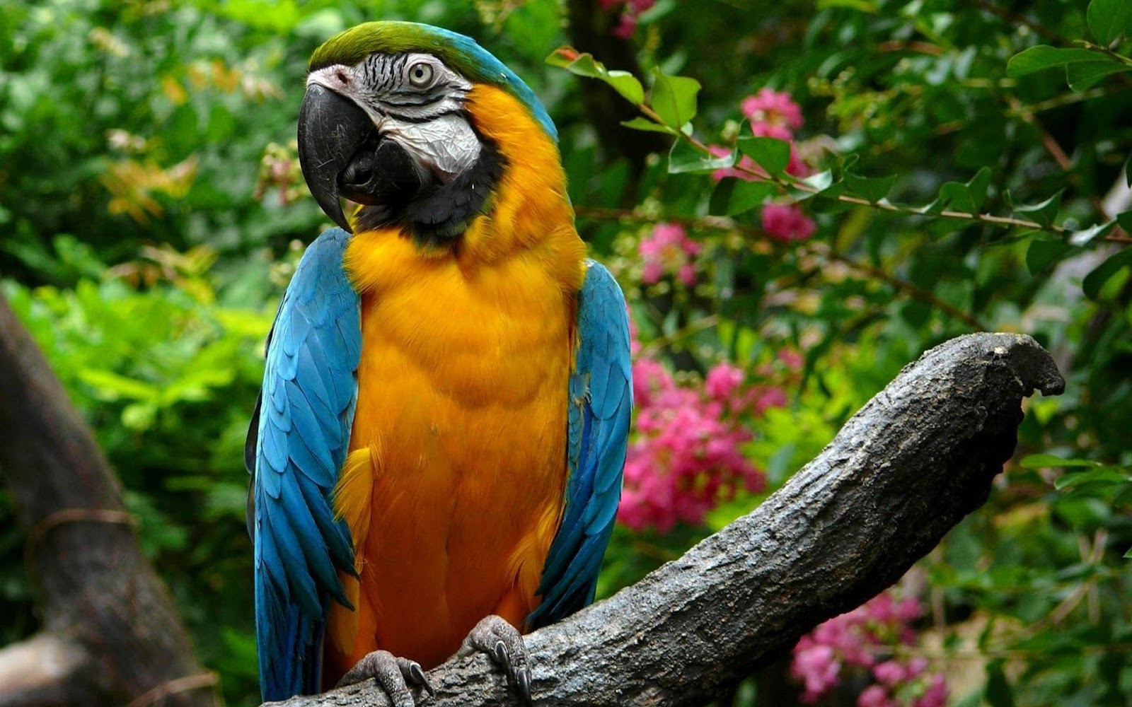 parrot wallpaper,bird,macaw,vertebrate,parrot,beak