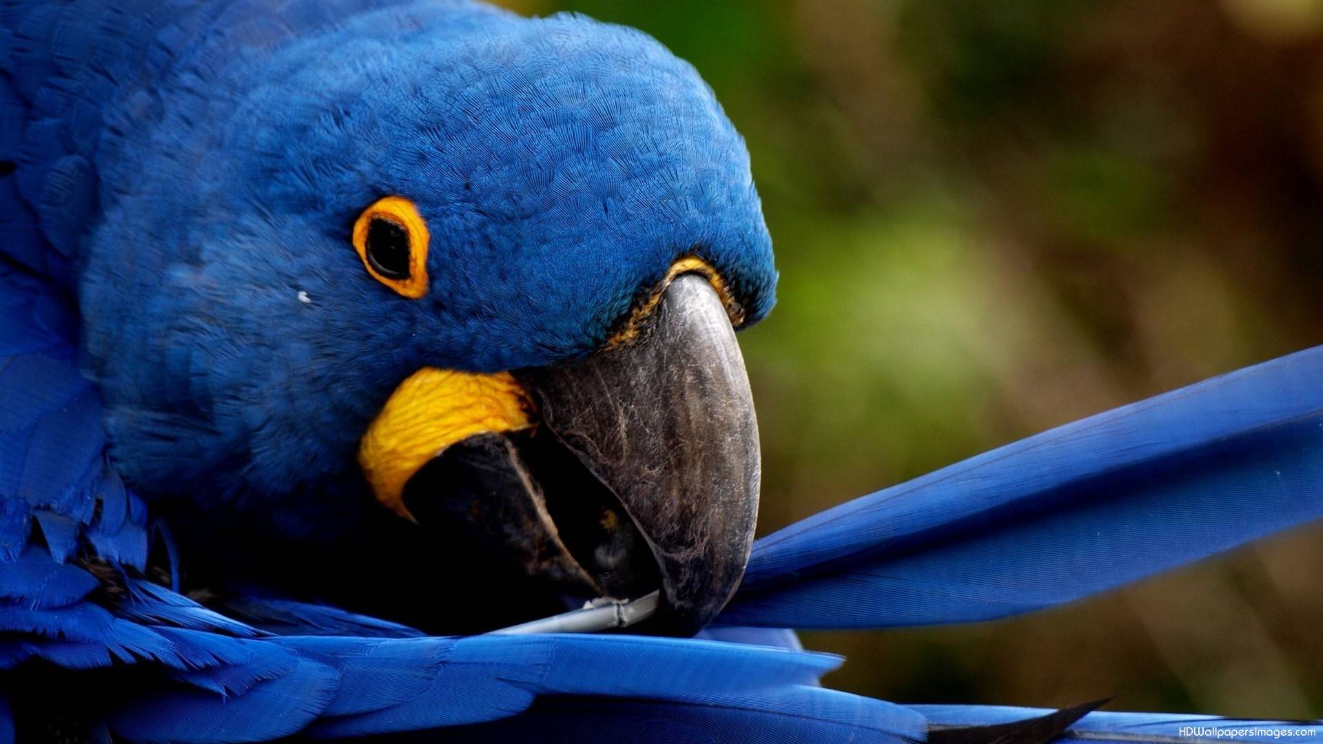 fondo de pantalla de loro,guacamayo,pájaro,loro,perico,planta