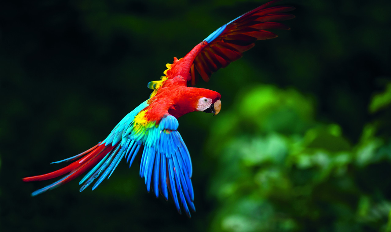 parrot wallpaper,bird,macaw,parrot,wing,beak