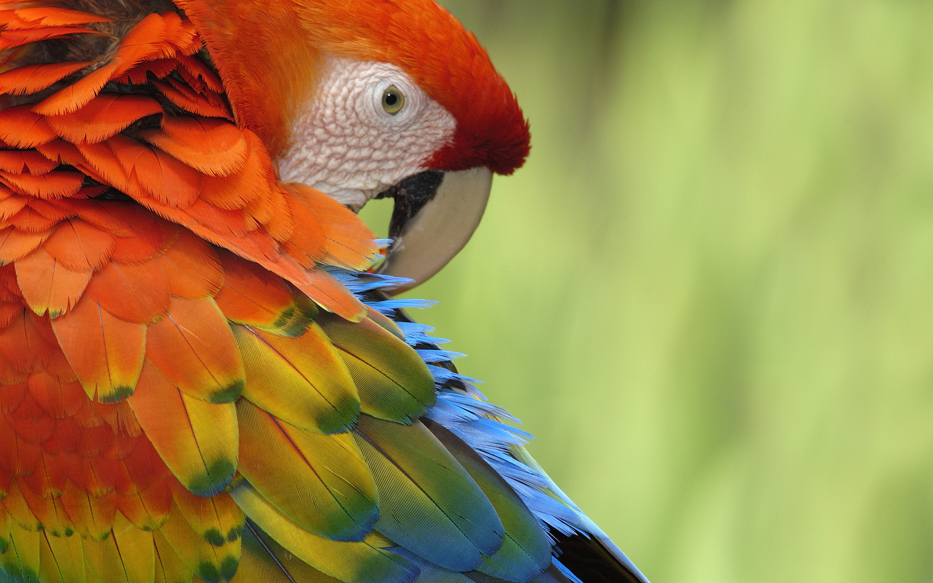 fondo de pantalla de loro,pájaro,guacamayo,loro,perico,ojo