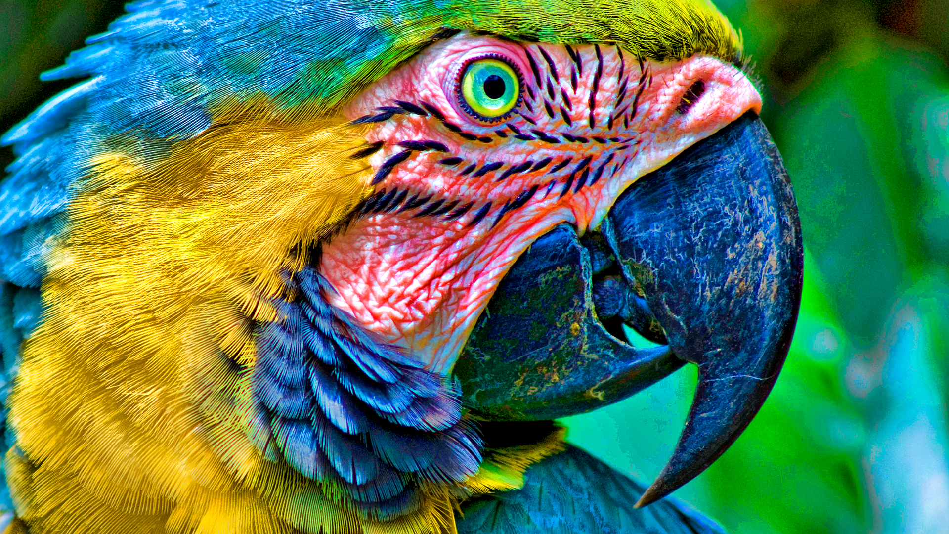 fondo de pantalla de loro,pájaro,guacamayo,loro,de cerca,ojo