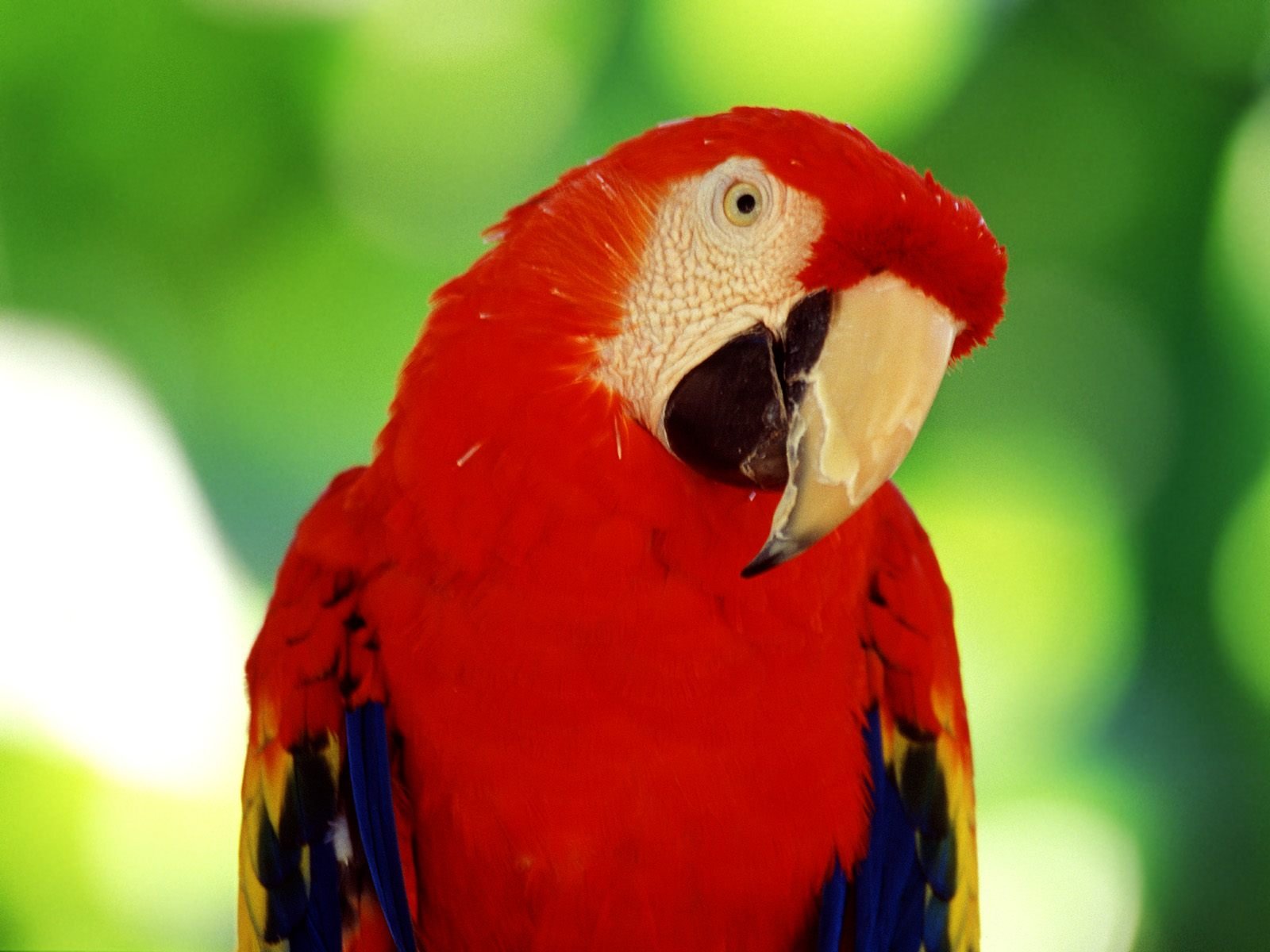 parrot wallpaper,bird,vertebrate,beak,macaw,parrot
