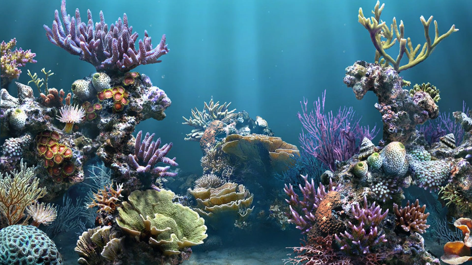 수족관 벽지,암초,산호초,산호,돌이 많은 산호초,해양 생물학