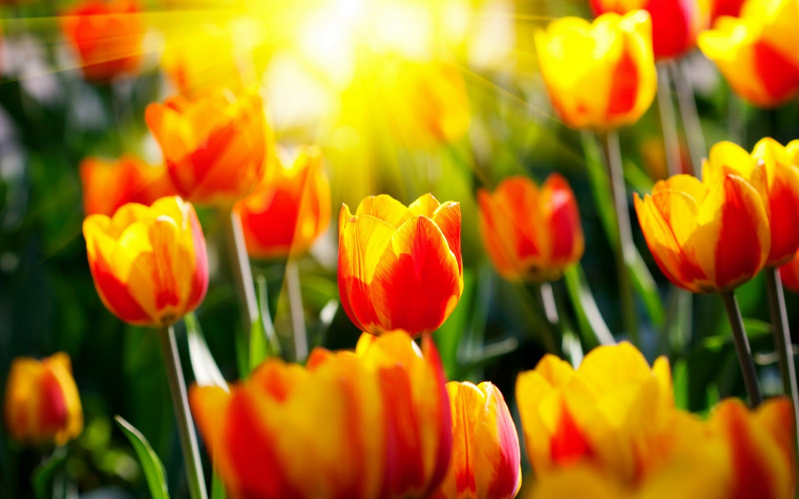carta da parati tulipano,fiore,pianta fiorita,petalo,tulipano,giallo
