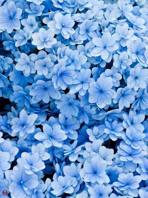 blaue blumentapete,blau,blütenblatt,blume,kobaltblau,pflanze