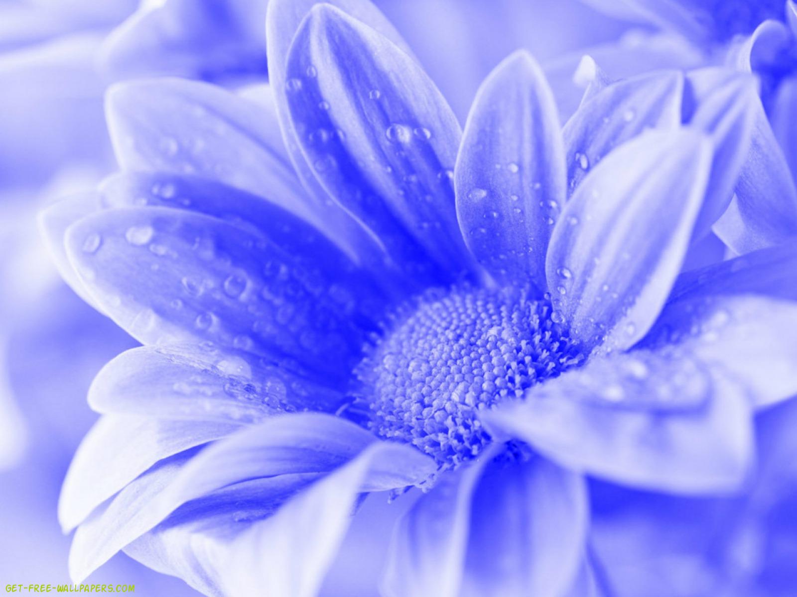 blue flower wallpaper,blue,petal,flower,macro photography,water