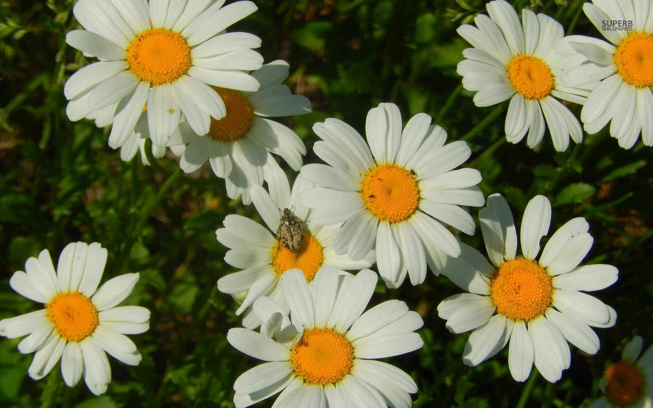 daisy wallpaper,flower,flowering plant,daisy,oxeye daisy,marguerite daisy