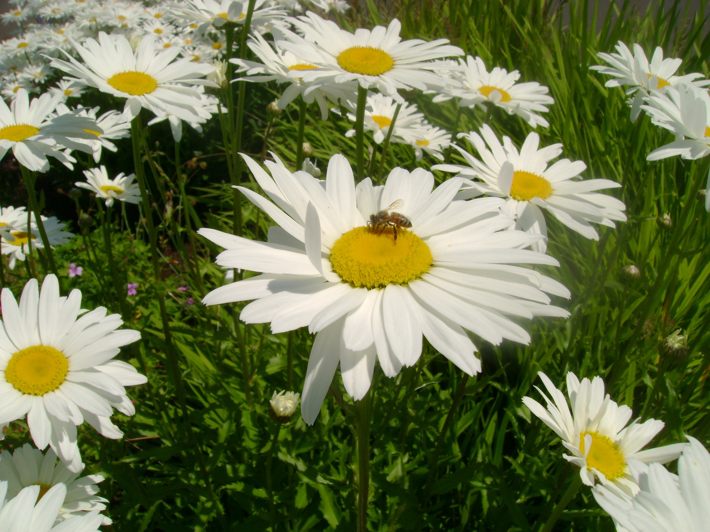 daisy wallpaper,flower,oxeye daisy,daisy,marguerite daisy,flowering plant