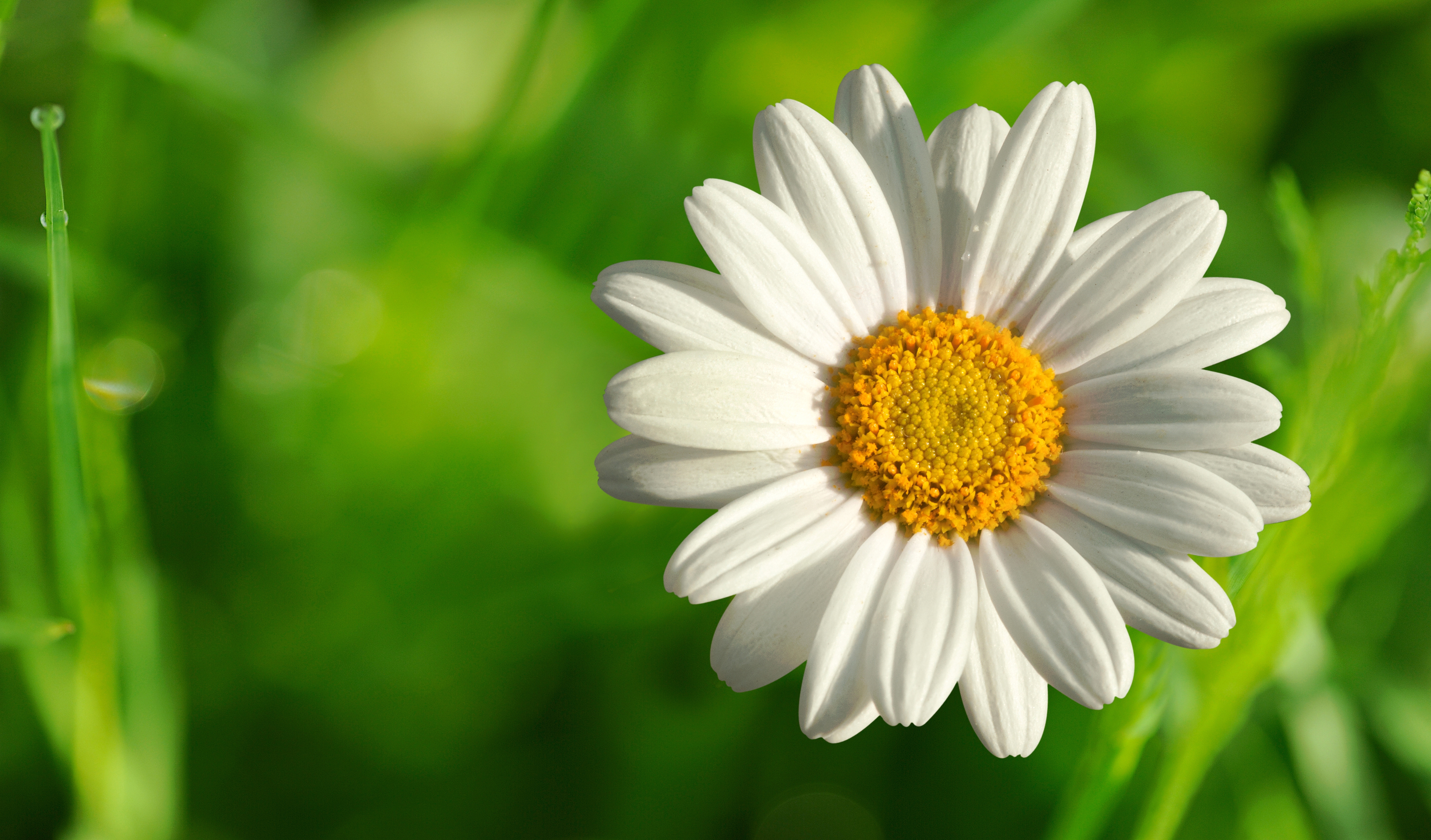 carta da parati margherita,fiore,pianta fiorita,petalo,oxeye daisy,margherita