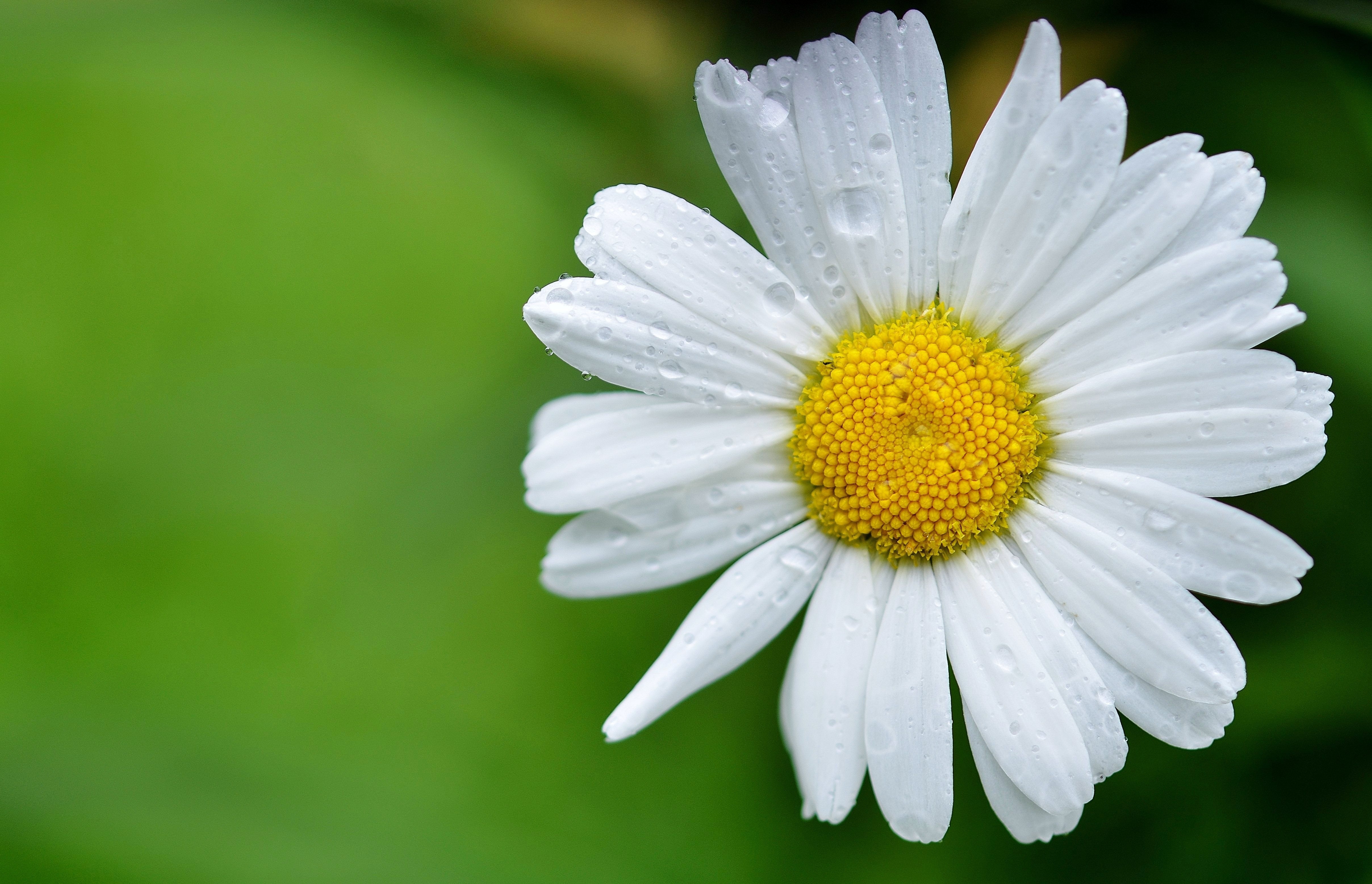 gänseblümchen tapete,blume,blühende pflanze,ochsenauge gänseblümchen,blütenblatt,weiß