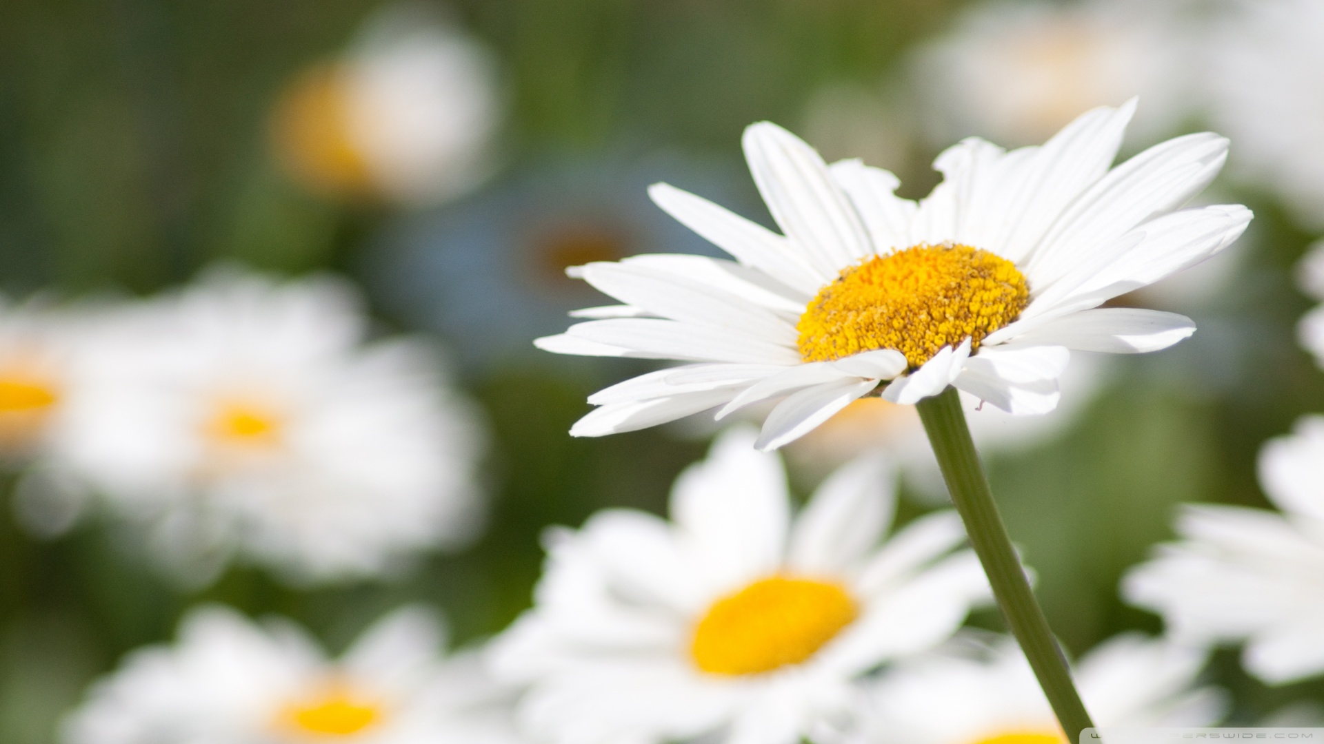 carta da parati margherita,fiore,pianta fiorita,oxeye daisy,margherita,petalo