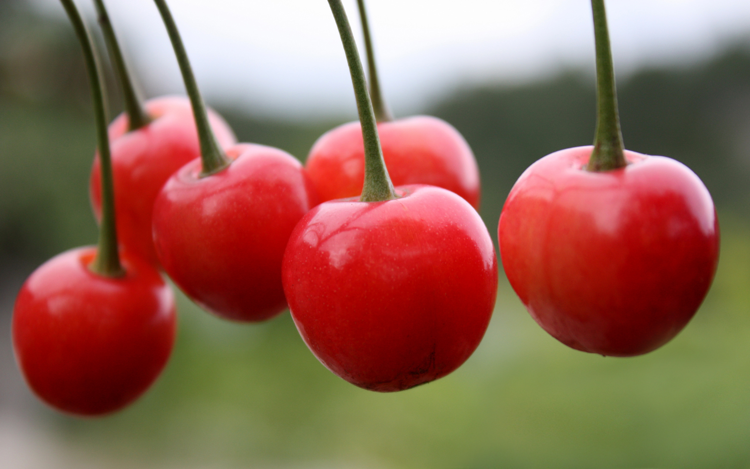 cherry wallpaper,natural foods,cherry,fruit,plant,food