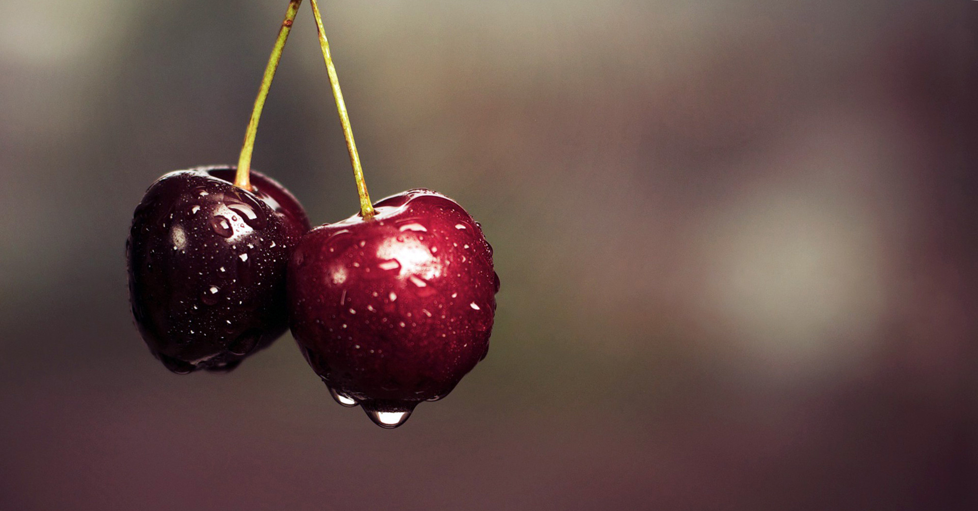 cherry wallpaper,cherry,fruit,natural foods,plant,food