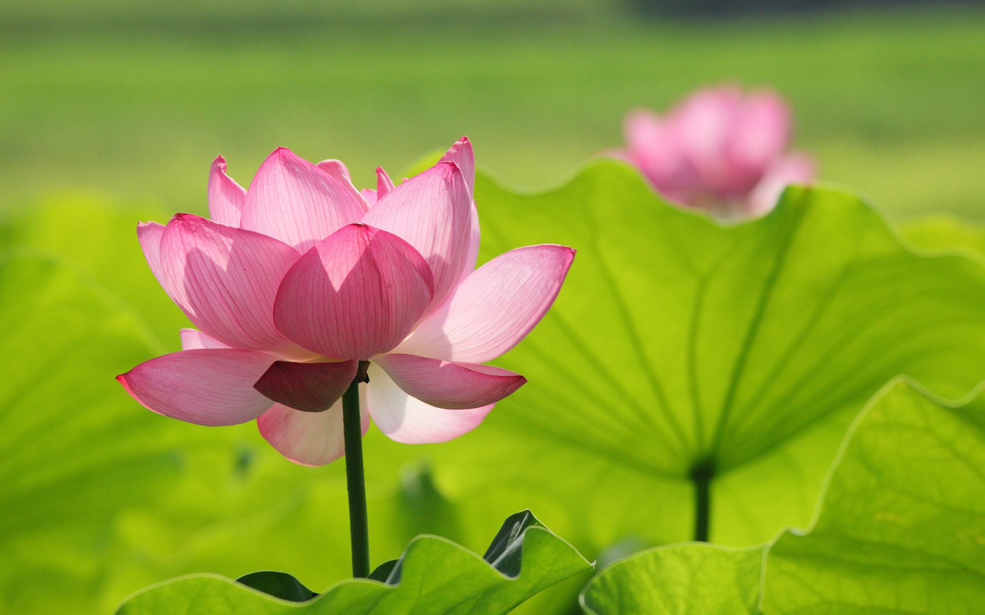 papel tapiz de flor de loto,flor,loto,loto sagrado,planta floreciendo,planta acuática