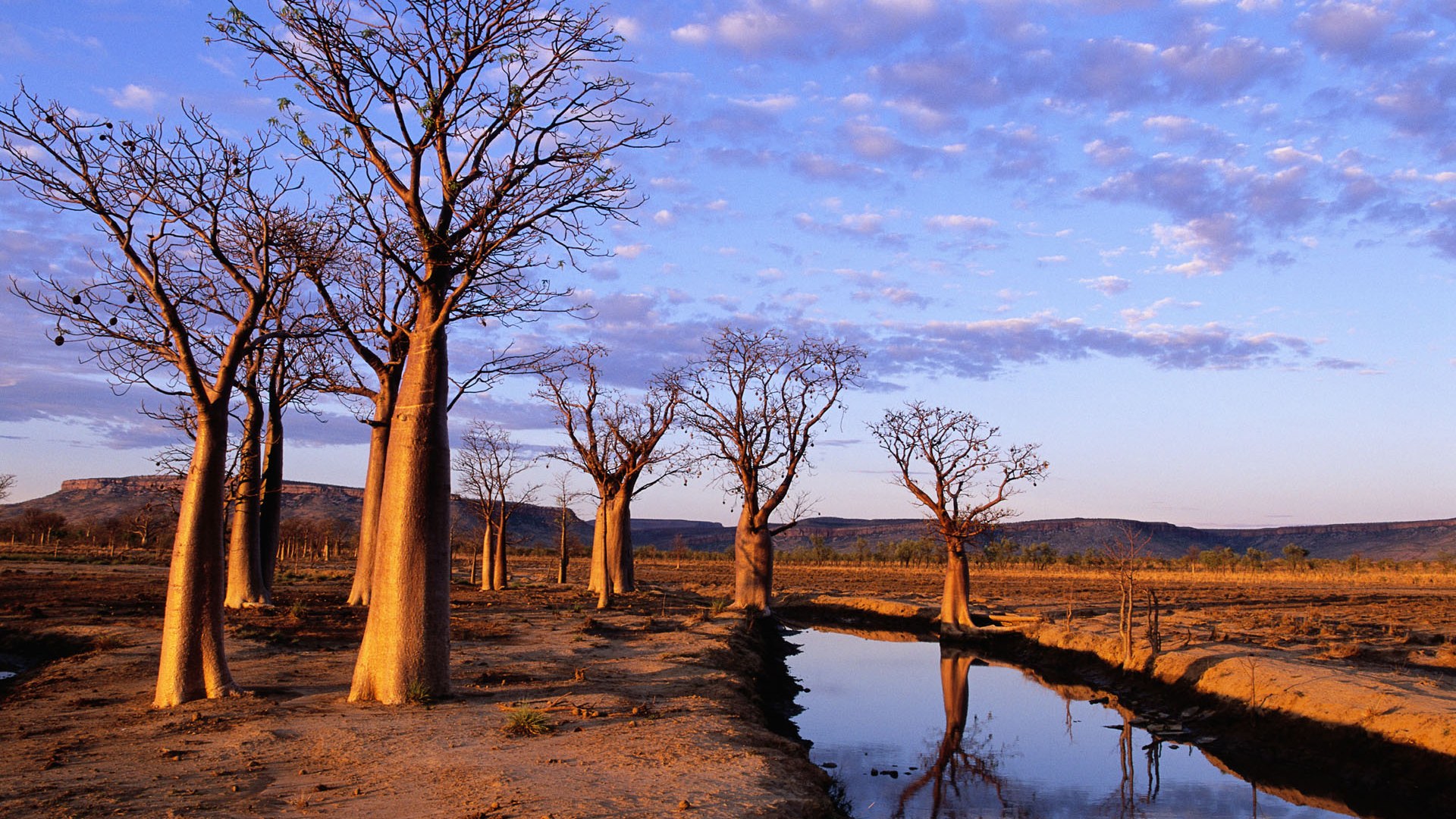 fondo de pantalla de australia,árbol,paisaje natural,naturaleza,cielo,reflexión