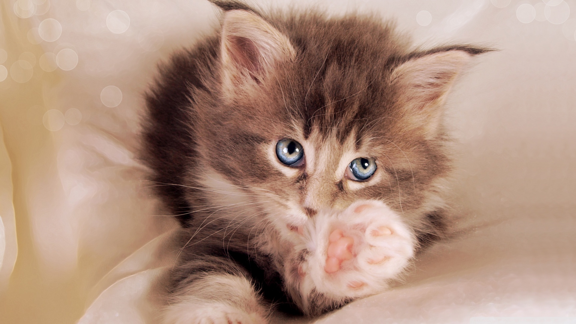 kitten wallpaper,cat,mammal,vertebrate,small to medium sized cats,felidae