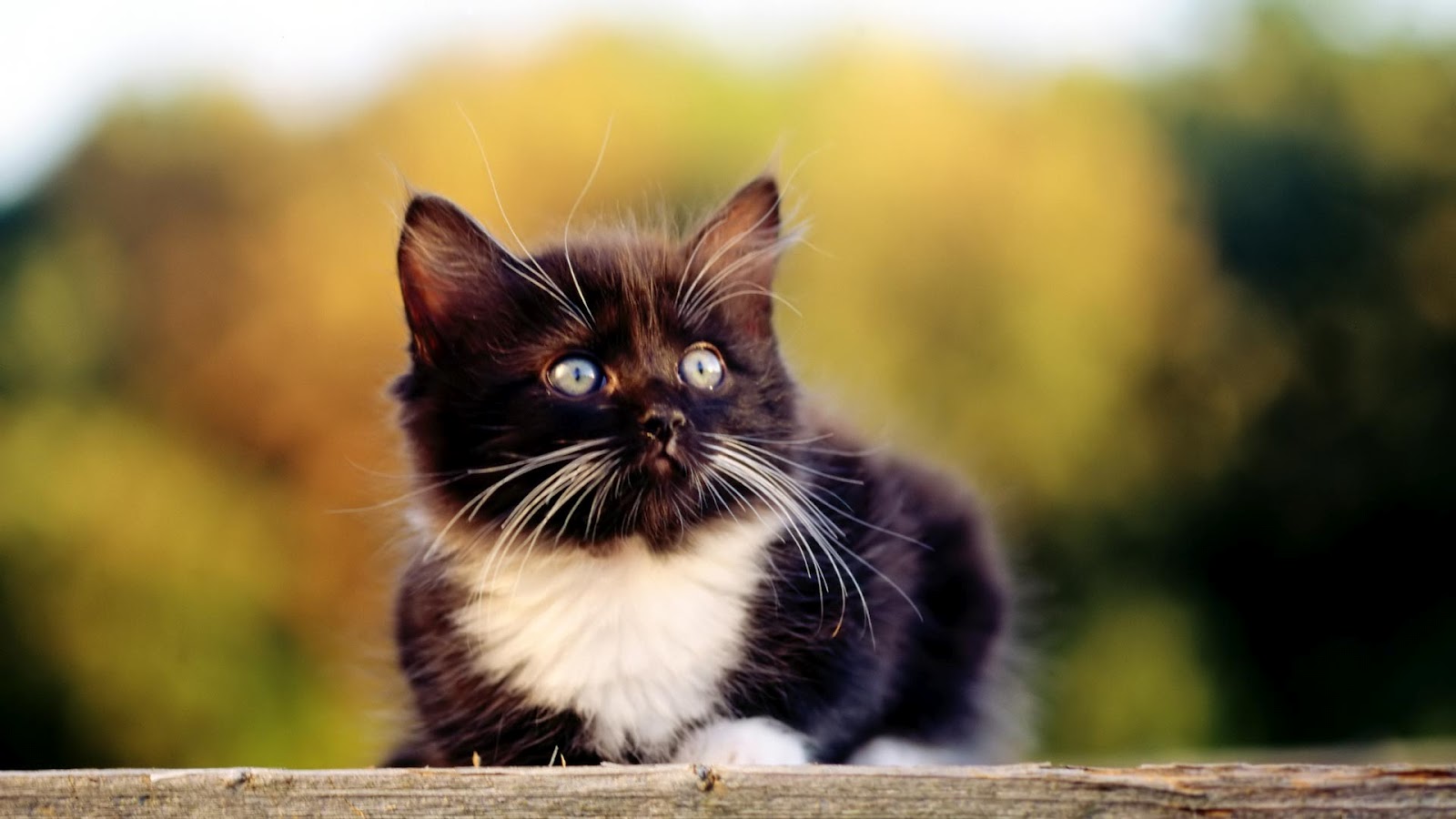 fond d'écran chaton,chat,moustaches,chats de petite à moyenne taille,félidés,chaton