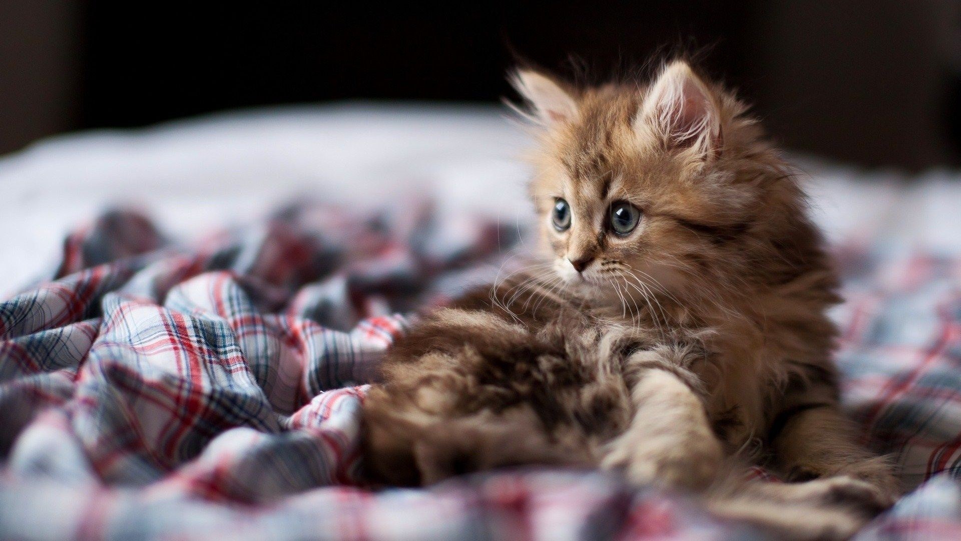 fond d'écran chaton,chat,chats de petite à moyenne taille,félidés,chaton,chat des forêts norvégiennes