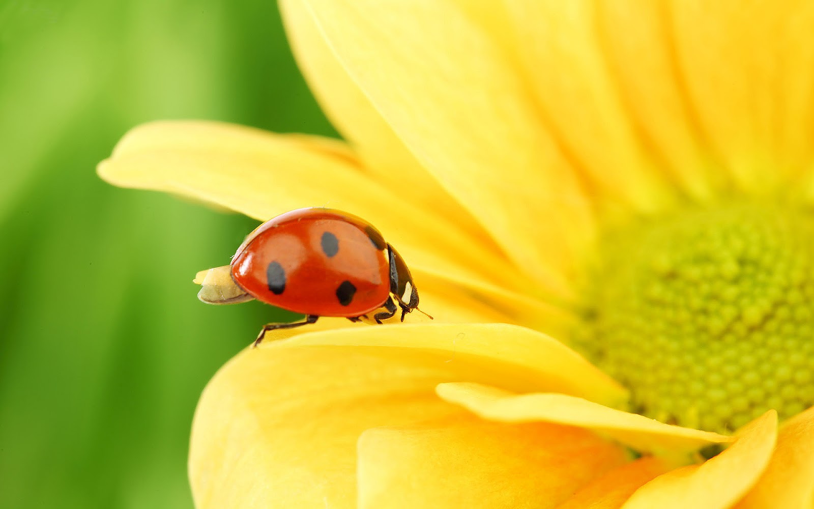 ladybug wallpaper,ladybug,macro photography,insect,beetle,yellow