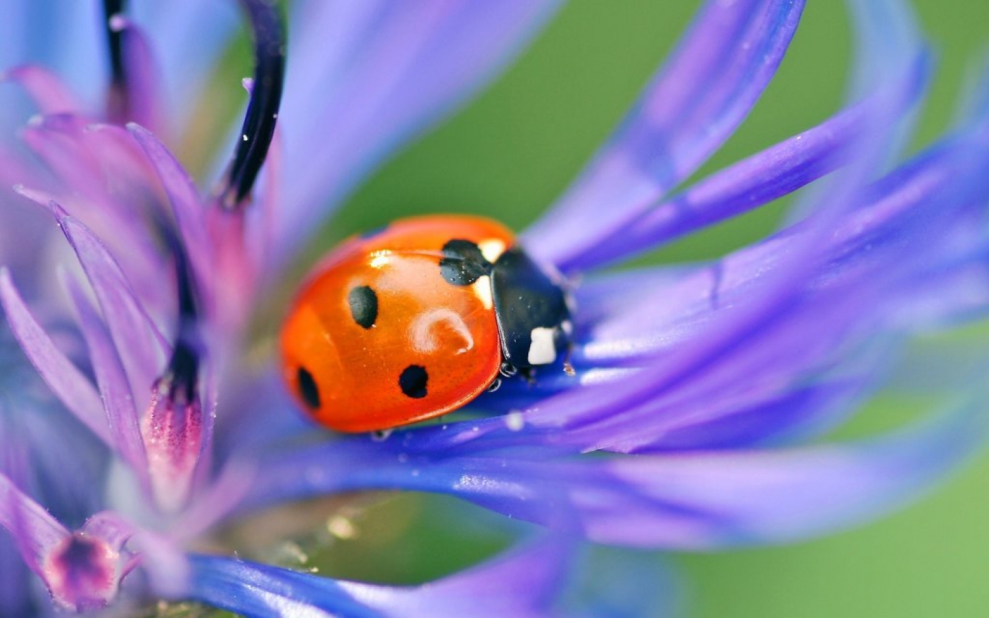 ladybug wallpaper,insect,ladybug,blue,macro photography,invertebrate