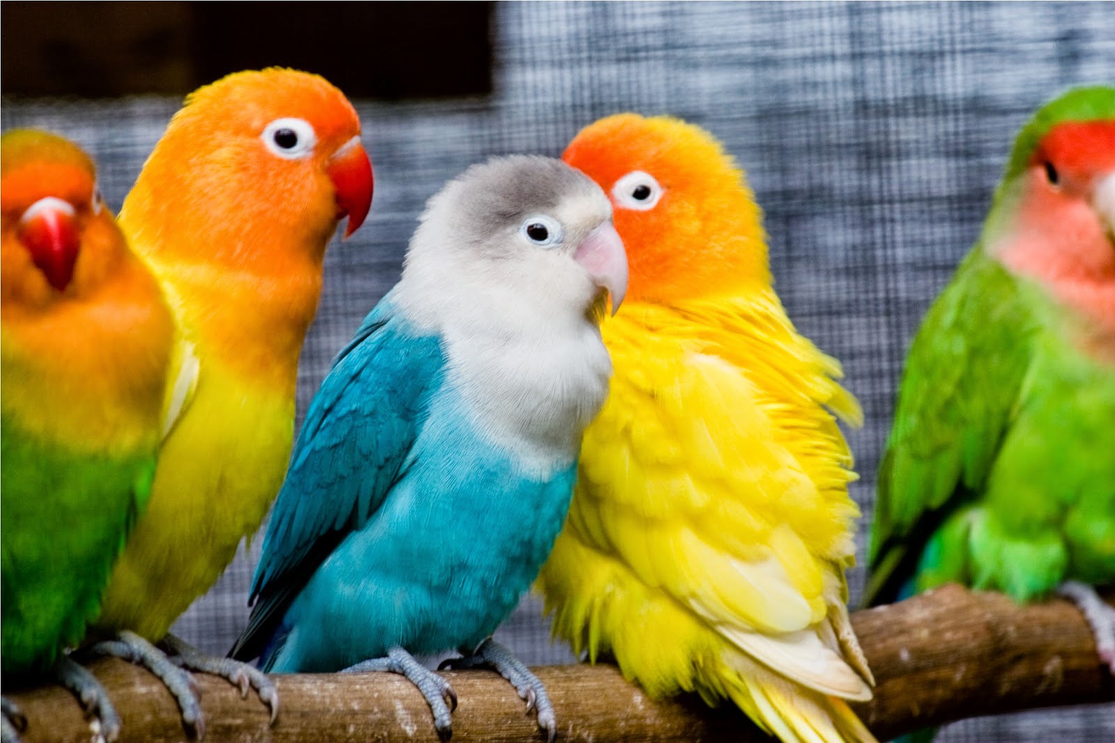 love birds wallpaper,bird,vertebrate,parrot,parakeet,beak