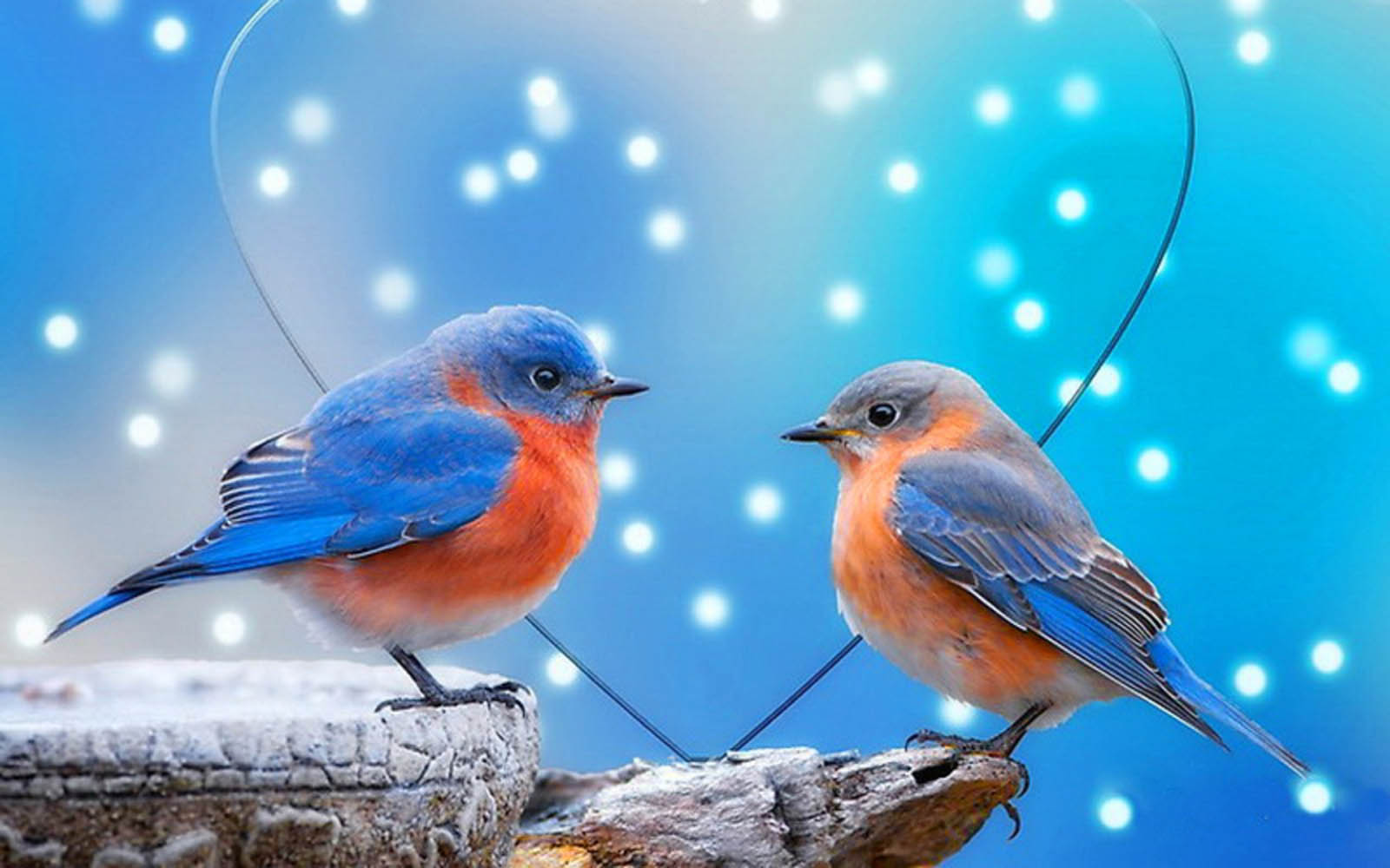 pájaros del amor fondo de pantalla,pájaro,bluebird del este,azulejo,bluebird de montaña,pájaro cantor