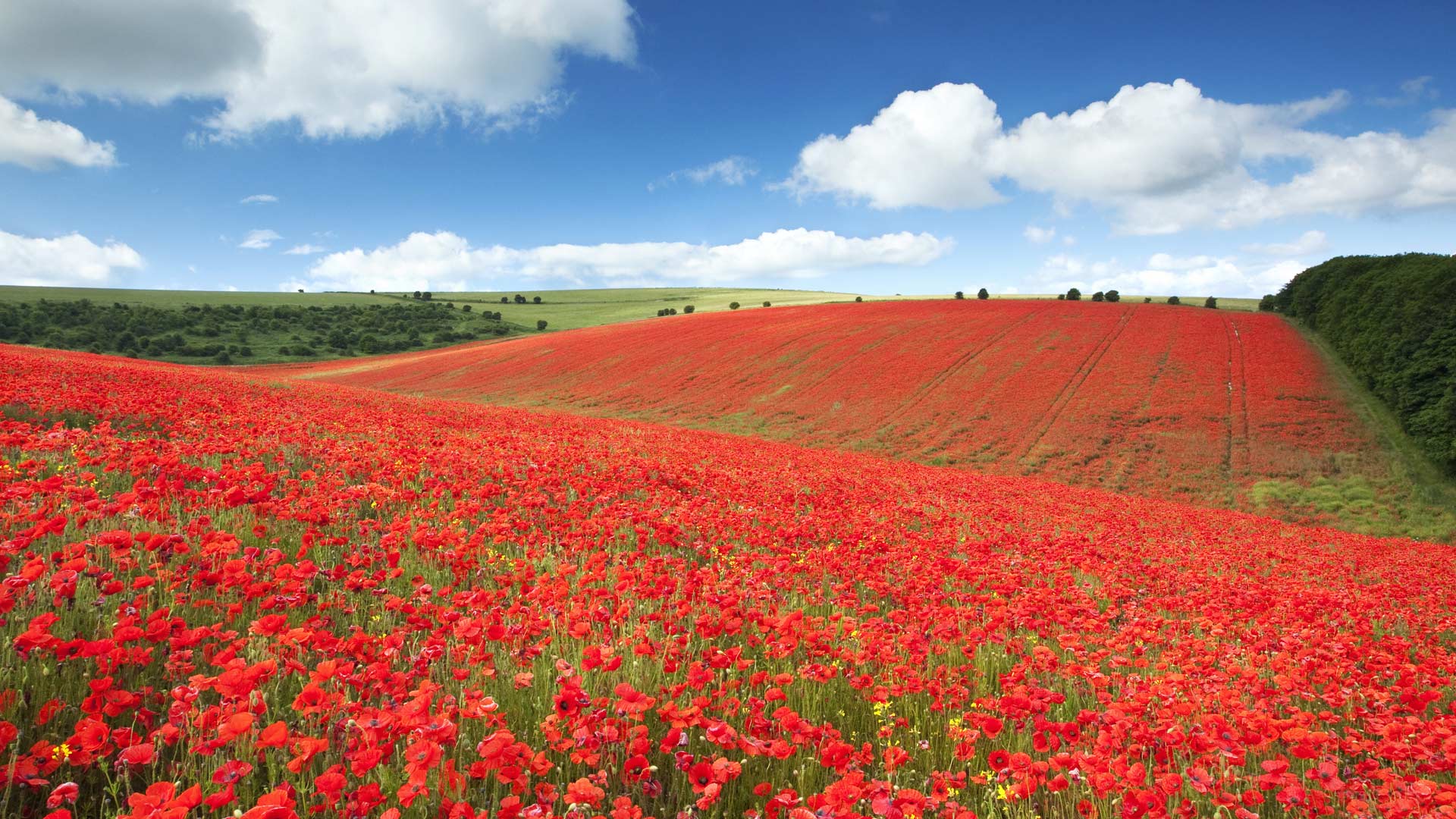 wallpaper gallery,field,flower,nature,red,coquelicot