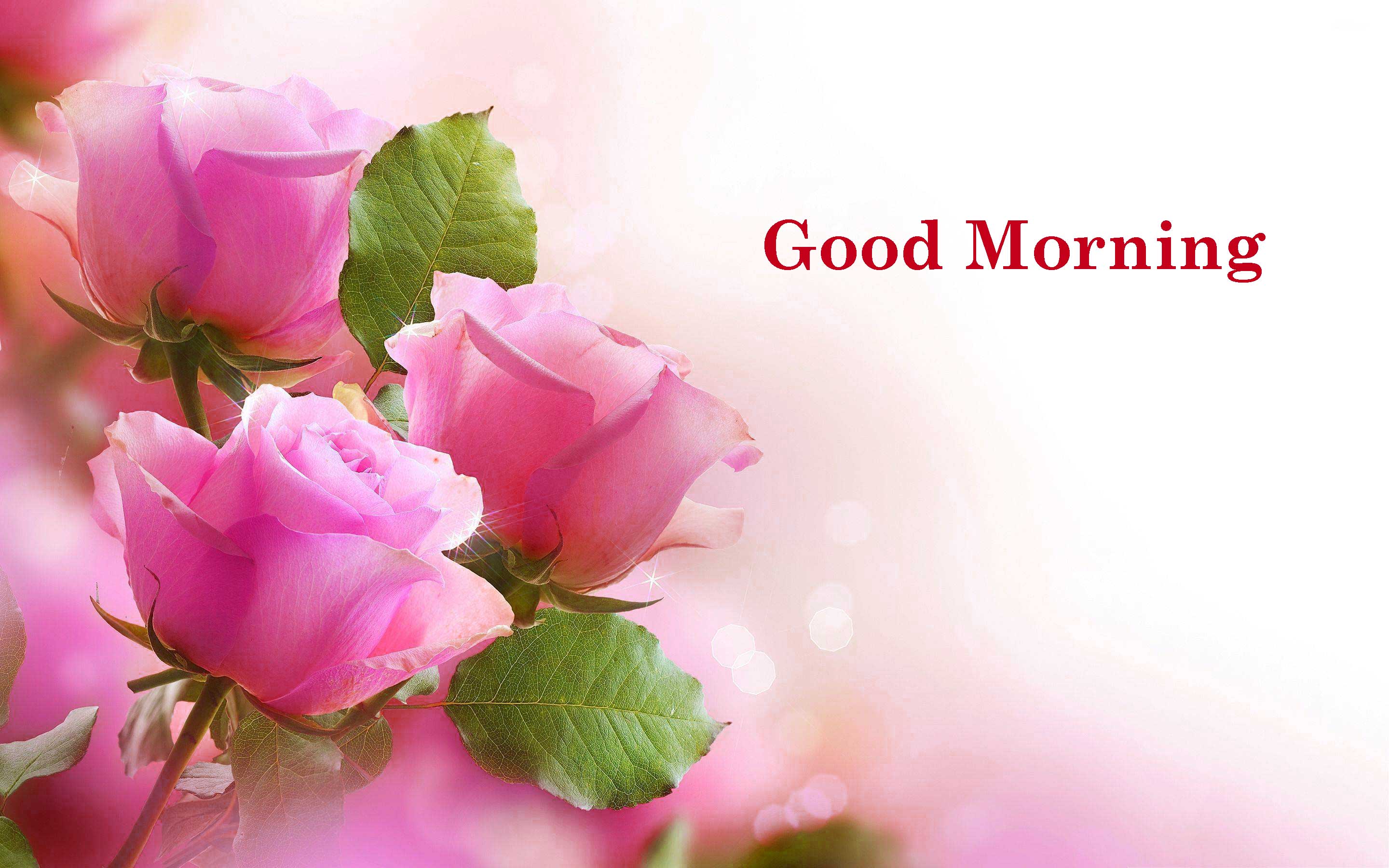 good morning wallpaper free download,petal,flower,pink,nature,plant