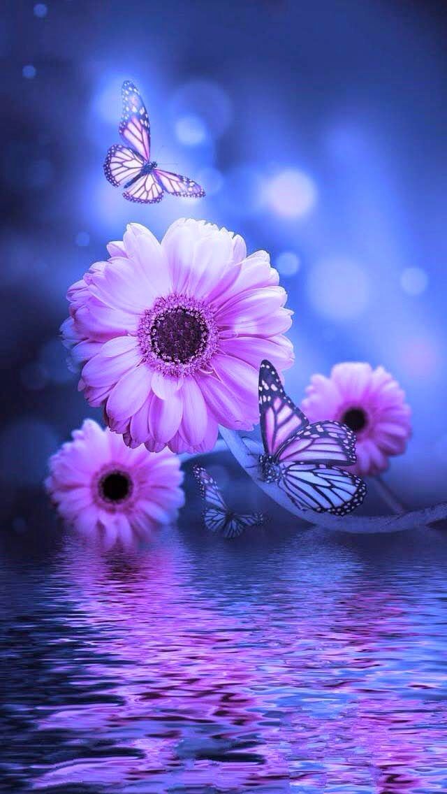 buenos dias buenas noches fondos de pantalla,violeta,púrpura,naturaleza,azul,mariposa