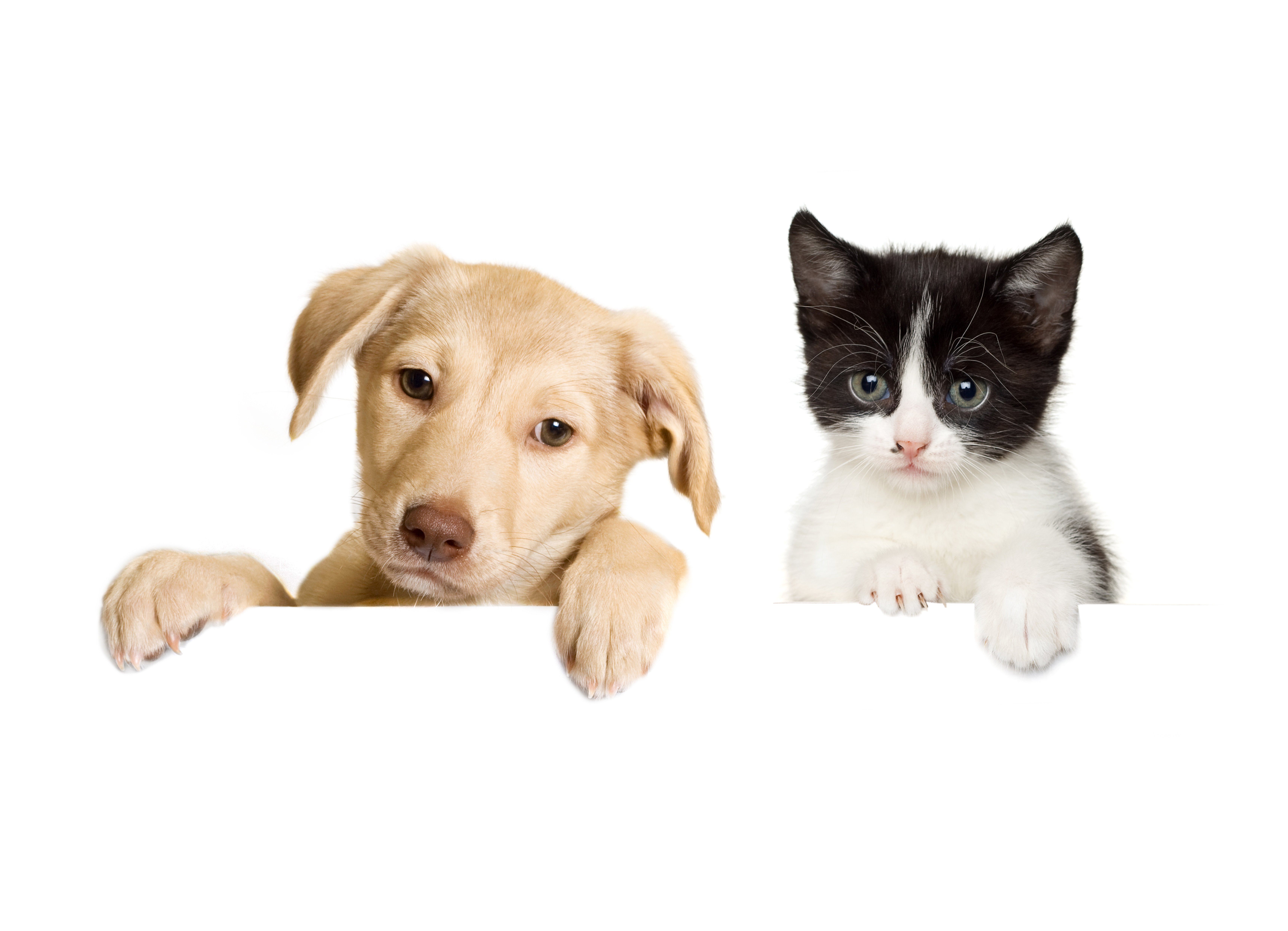 dog and cat wallpaper,mammal,dog breed,canidae,puppy,cat