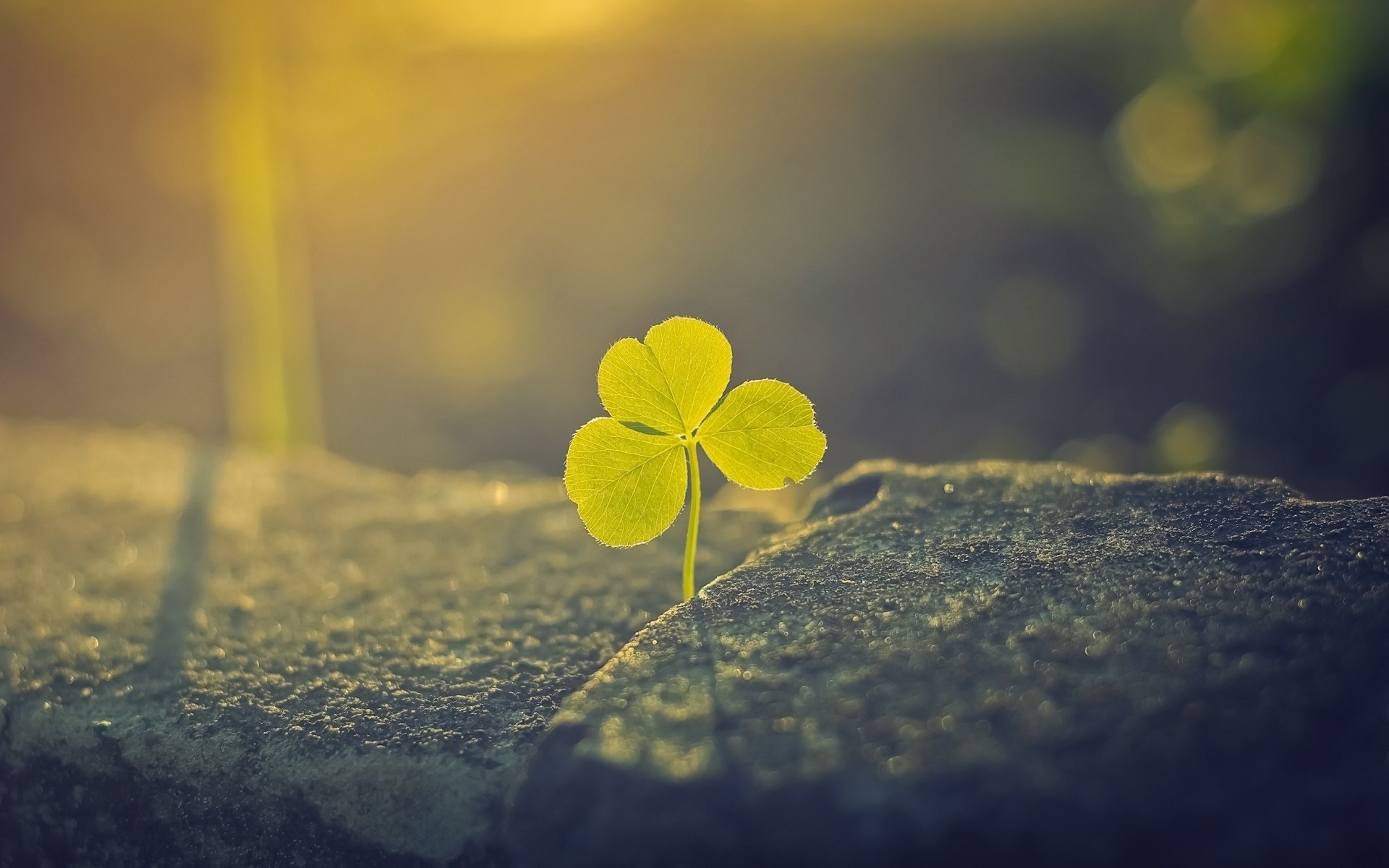 fondo de pantalla de la suerte,verde,hoja,amarillo,cielo,planta