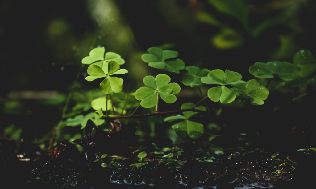 lucky wallpaper,nature,leaf,green,plant,vegetation