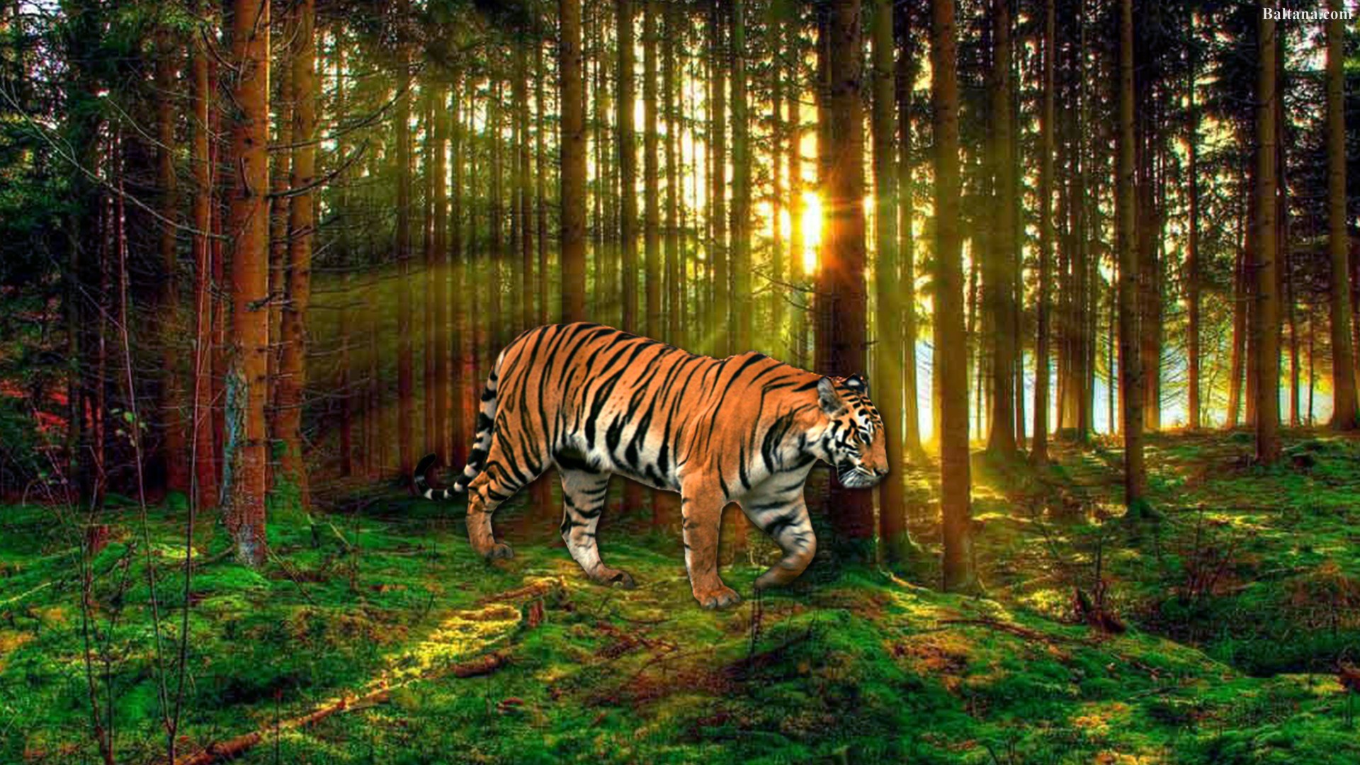 fond d'écran hd fond d'écran hd,tigre,faune,tigre du bengale,tigre de sibérie,félidés