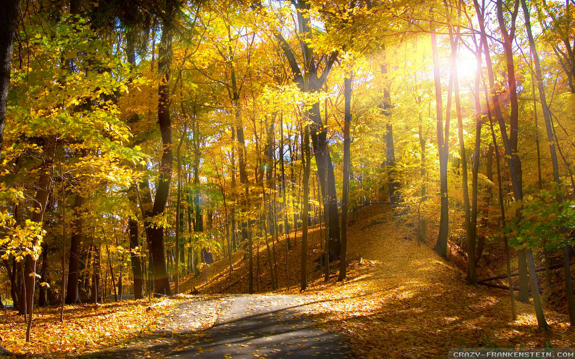 papel tapiz de temporada,árbol,naturaleza,paisaje natural,bosque,luz del sol