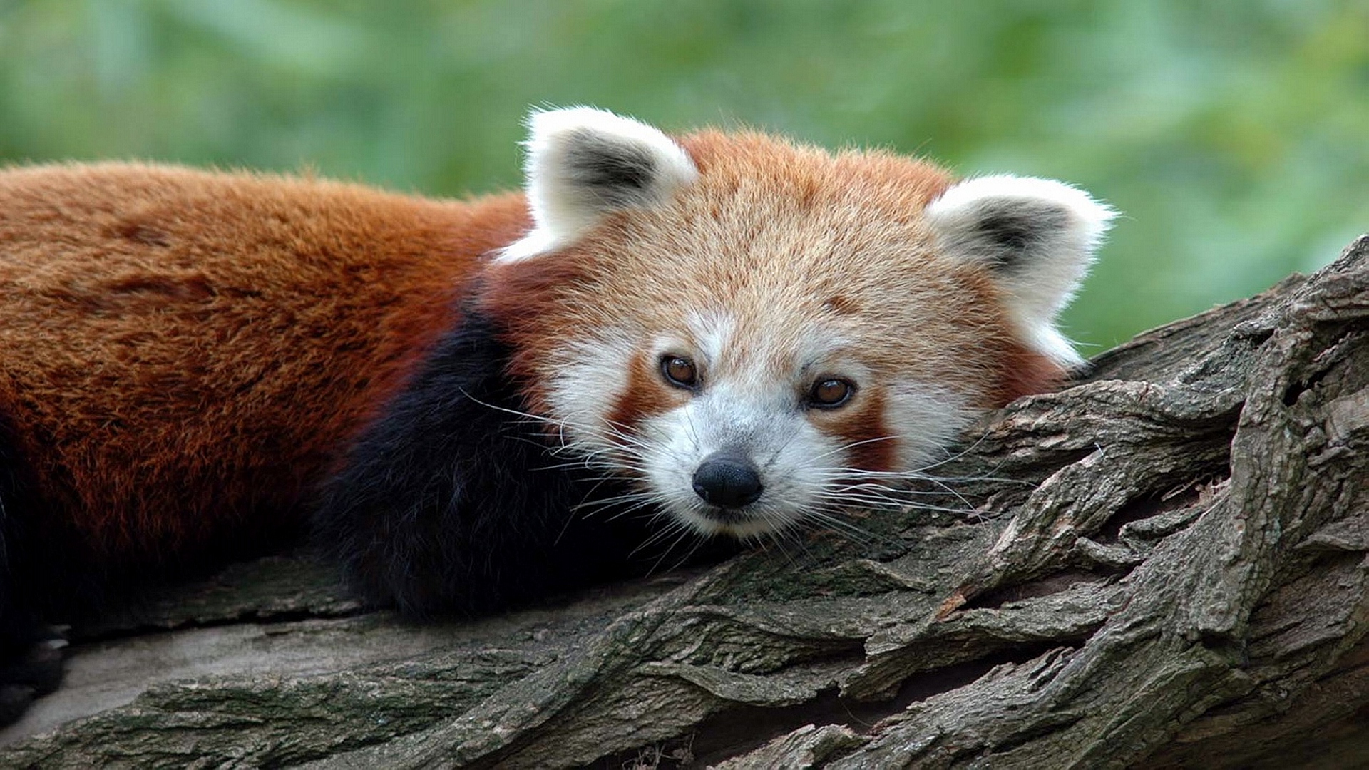 fonds d'écran animaux gratuits,panda rouge,animal terrestre,faune,moustaches,feuille