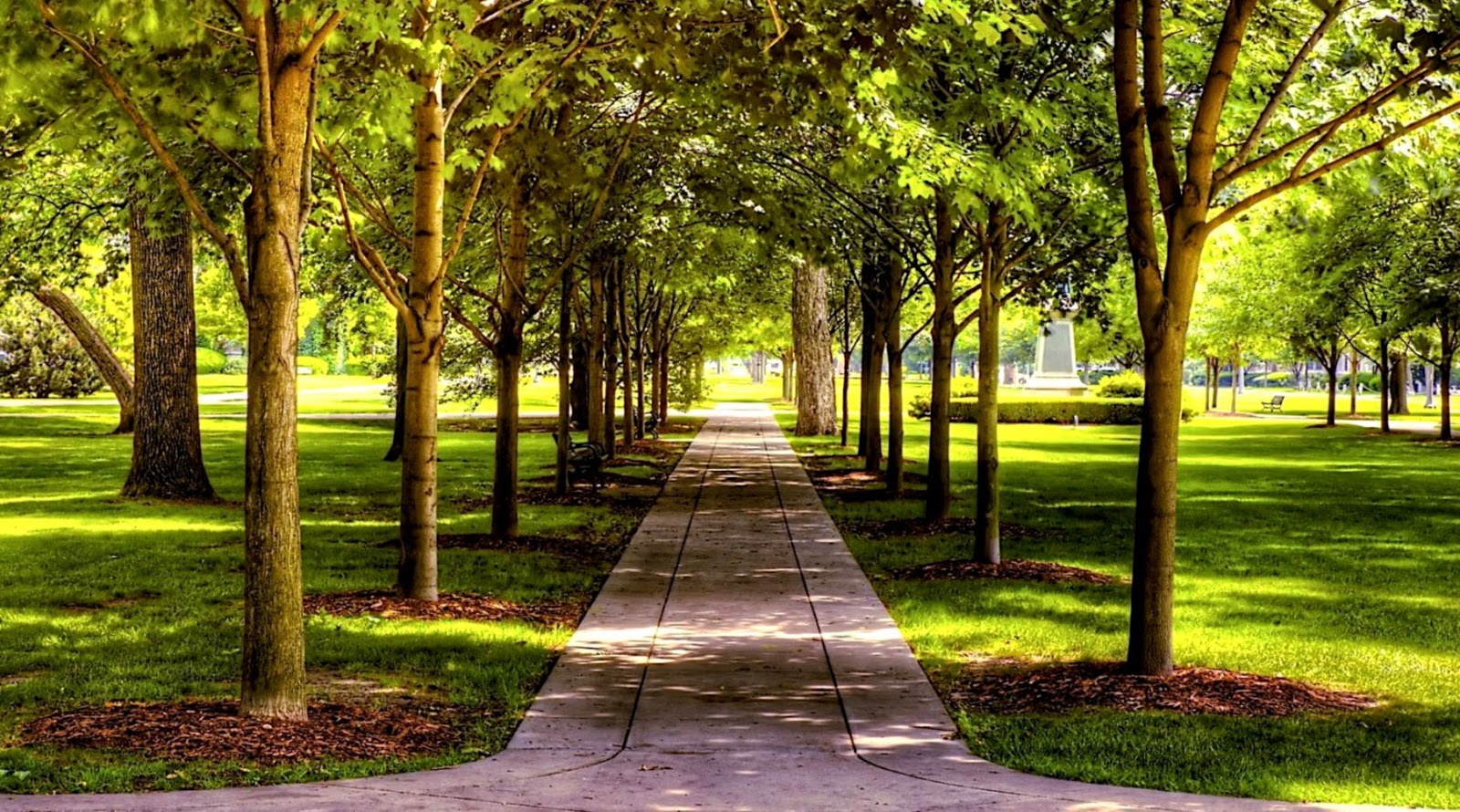 fondo de pantalla para photoshop,naturaleza,paisaje natural,árbol,verde,césped