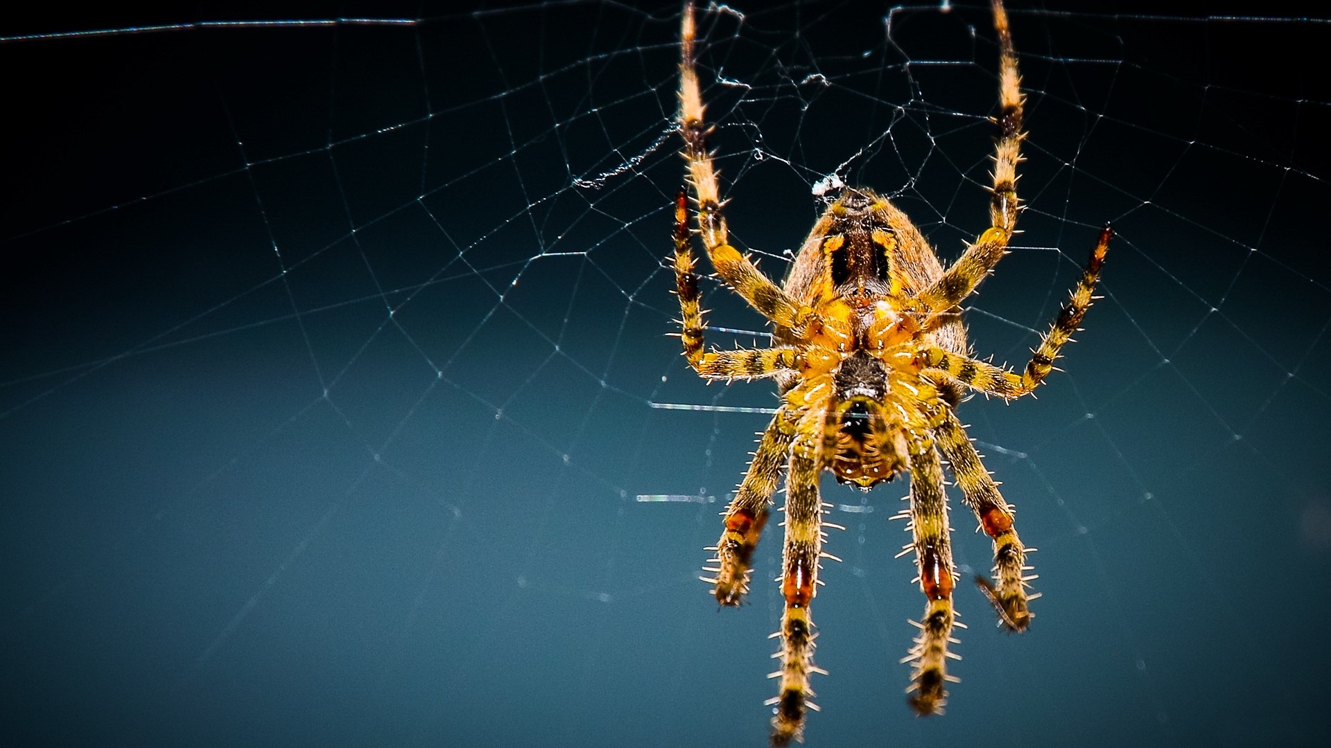 fondo de pantalla de araña,araña,invertebrado,telaraña,fotografía macro,araneus