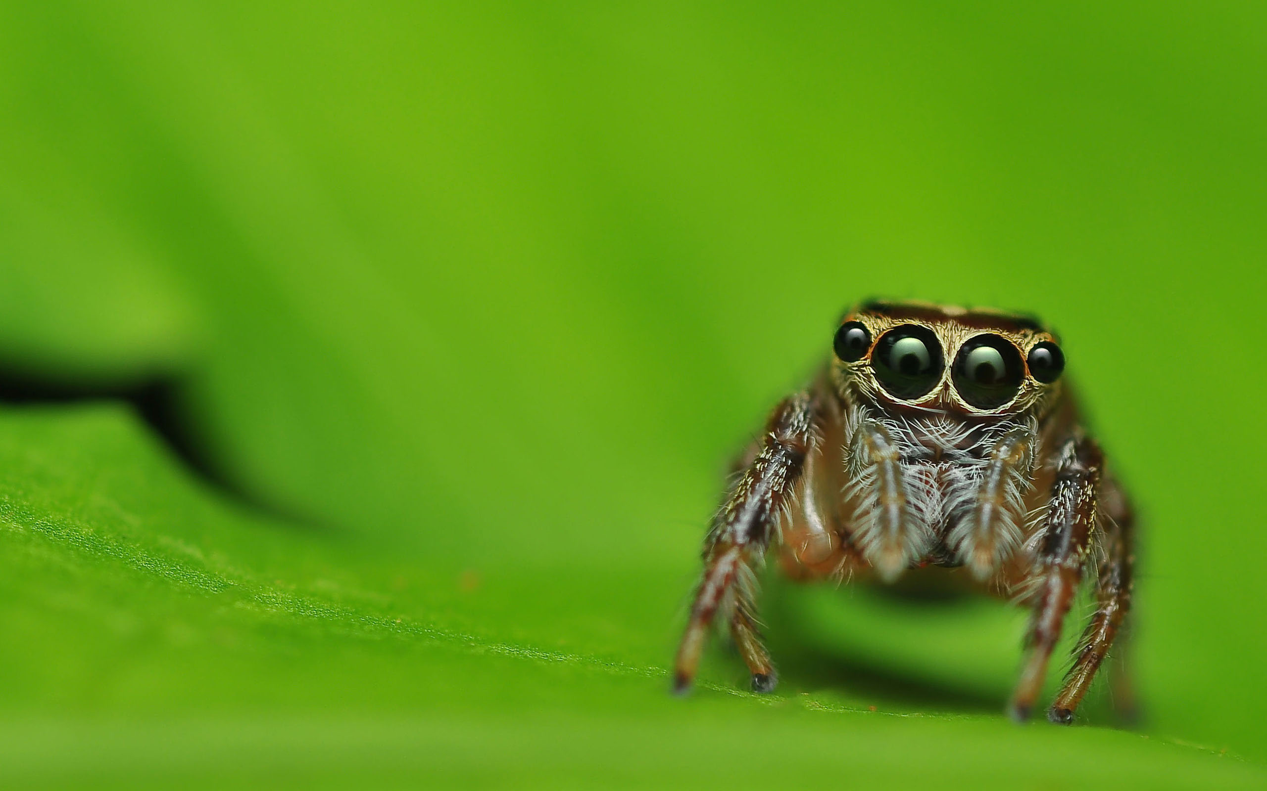 fondo de pantalla de araña,verde,fotografía macro,insecto,de cerca,ojo