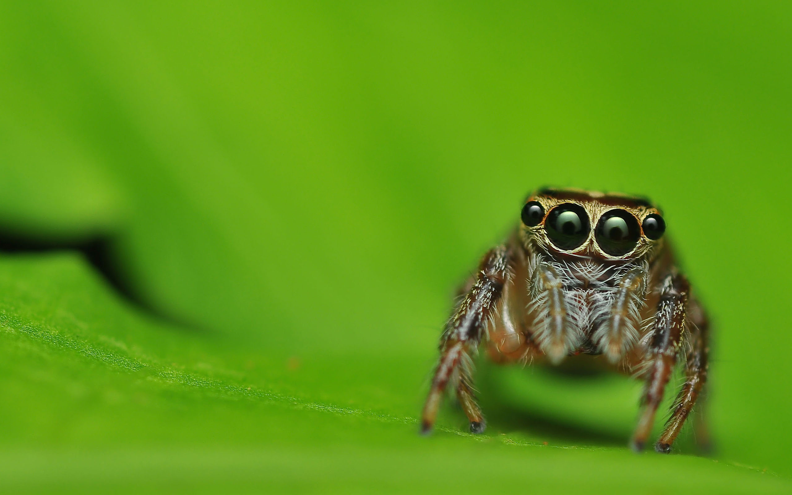 Jumping Spider Wallpaper Iphone- WallpaperUse