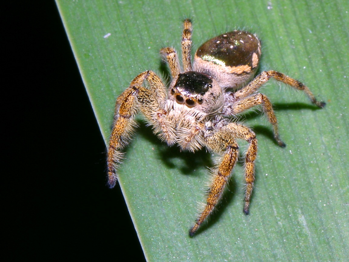 spider wallpaper,spider,araneus cavaticus,insect,wolf spider,invertebrate