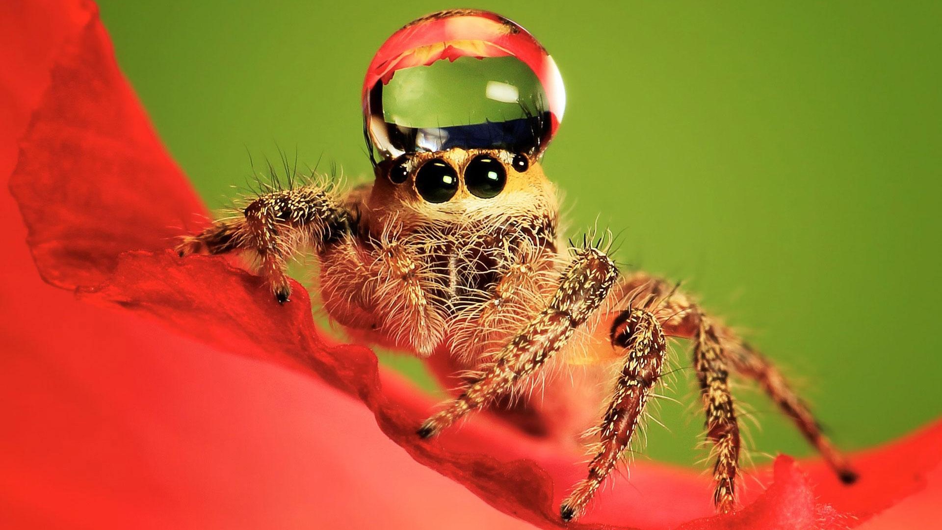 fondo de pantalla de araña,fotografía macro,de cerca,insecto,invertebrado,araña